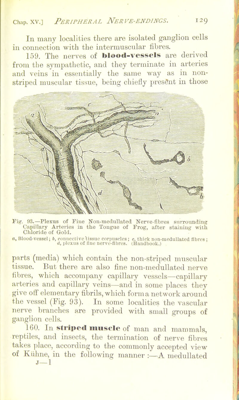 In many localities there are isolated ganglion cells in connection with the intermuscular fibres. 159. The nerves of blood-vessels are derived from the sympathetic, and they terminate in arteries and veins in essentially the same way as in non- striped muscular tissue, bemg chiefly presSnt in those rig'. 93.—Plexus of Fine Non-medullated Nerve-fibres siirroimding Capillary Arteries in the Tongue of Frog', after staining with Chloride of Gold. a, Blood-vessel; 6, connective'tissue corpuscles; c, thick non-medullated fibres; d, plexus of Hue uerve-flbres. cHamlI)ook.) parts (media) which contain the non-striped muscular tissue. But there are also fine non-medullated nerve fibres, which accompany capillary vessels—capillary arteries and capillary veins—and in some places they give off elementary fibrils, which forma network around the vessel (Fig. 93). In some localities the vascular nerve branches are provided with small groups of ganglion cells. 160. In stripe*! muscle of man and mammals, reptiles, and insects, the termination of nerve fibres takes place, according to the commonly accepted view of Kiihne, in the following manner :—A medullated J—1