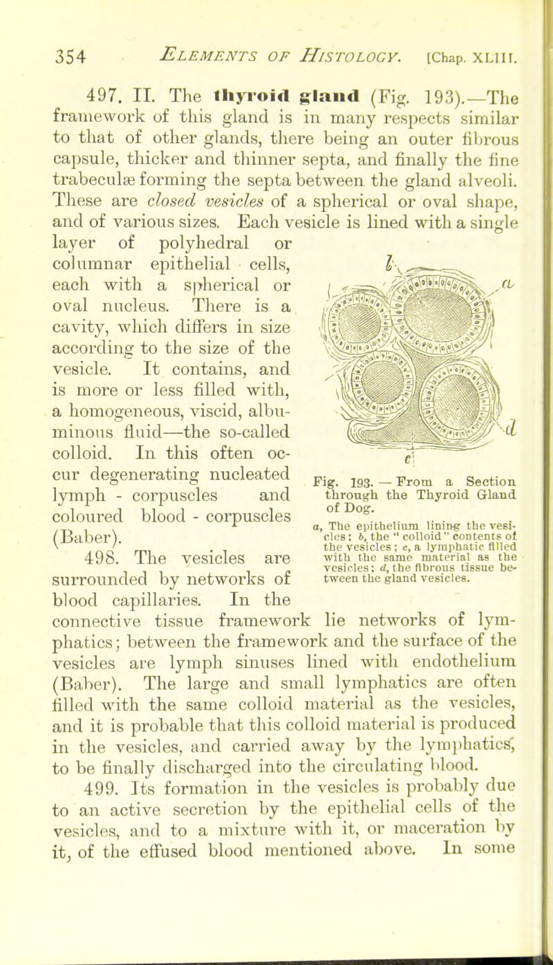 497. II. The fhyroi«l gland (Fig. 193).—The framework of this gland is in many respects similar to that of other glands, there being an outer hljrous capsule, thicker and thinner septa, and finally the fine trabeculse forming the septa between the gland alveoli. These are closed vesicles of a spherical or oval shape, and of various sizes. Each vesicle is lined with a single layer of polyhedral or columnar epithelial cells, each with a spherical or oval nucleus. There is a cavity, which differs in size according to the size of the vesicle. It contains, and is more or less filled with, a homogeneous, viscid, albu- minous fluid—the so-called colloid. In this often oc- cur degenerating nucleated lymph - corpuscles and colovired blood - corpuscles (Baber). 498. The vesicles are surrounded by networks of blood capillaries. In the connective tissue framework lie networks of lym- phatics; between the framework and the surface of the vesicles are lymph sinuses lined with endothelium (Balier). The large and small lymphatics are often filled with the same colloid material as the vesicles, and it is probable that this colloid material is produced in the vesicles, and carried away by the lymjihatics', to be finally discharged into the circulating blood. 499. Its formation in the vesicles is probably due to an active secretion by the epithelial cells of the vesicles, and to a mixture with it, or maceration by it, of the efiused blood mentioned above. In some c Fig. 193. — From a Section through the Thyroid Gland of Dog. a. The epithelium lining the vesi- cles ; b, the  colloid contents of the vesicles; c, a lymphatic filled with the same material as the vesicles; d, the fibrous tissue be- tween the gland vesicles.