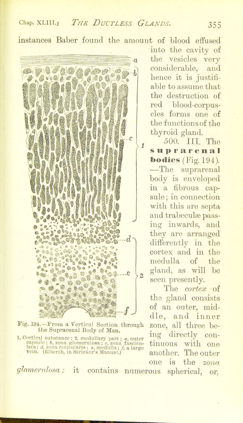 instances Baber found the amount of blood effused into the cavity of -a the vesicles very considerable, and hence it is justifi- able to assume that the destruction of red blood-corpus- cles forms one of the functions of the thyroid gland. 500. III. The suprarenal bo<Ues(Fig. 194). —The suprarenal body is enveloped in a fibrous cap- sule ; in connection with this are septa and trabeculne pass- ing inwards, and they are arranged differently in the cortex and in the medulla of the gland, as will be seen presently. The cortex of the gland consists of an outer, mid- Pig. 194.—From a Vertical Section through the Suprarenal Body of Man. die, and inner 1, Cortical substance: 2, medullary part; u, outer capsule ; 6, zona Rlomerulosa: c, zona fascicu- lana; d, zona reticularis; e, medulla ; /, a large vein. (Elljertli, in Strieker's Manual.) glomeridosa: it contains zone, all three be- ing directly con- tinuous with one another. The outer one is the zona numerous spherical, or,