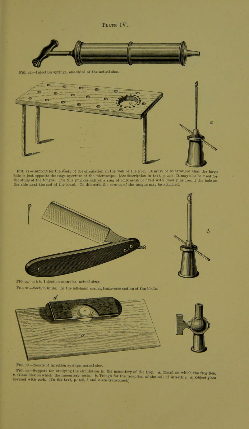 Fig. II.—Support for the stndy of the circulation in the web of the frog. It must he so arrangeil thai; the largo hole is just opposite tliestige ajierturB of the microscope. {See description in text, p. 42.) It may also be used for the study of the tongue. For tliis purpose half of a ring of cork must be fixed witli bra,s8 pins round the hole on the side next the end of tlie Iward. To this cork the comua of the tongue may be attached. Fig. 20.—a lib. I njcctiun cannulas, actual sizes. Fio. 31.—Section knife. In the left-hand comer, Ironsrerse section of the blade. FIO. i3,—Nozzle of Injection syringe, actual size, FIO. „_Snpp<,rt fr.r studying the clrculati(,n In the mmcntery of Iho fropt, a. Board oti which the froir lies C. Glo.. d -kon which the ine»„ntery rests, h. Trougl, for the reception of ^he coll of Intestine, d. Object-glas. eoreied with ojrk. |Im the Uxt, p. loS, b and c ore transposed,] maM