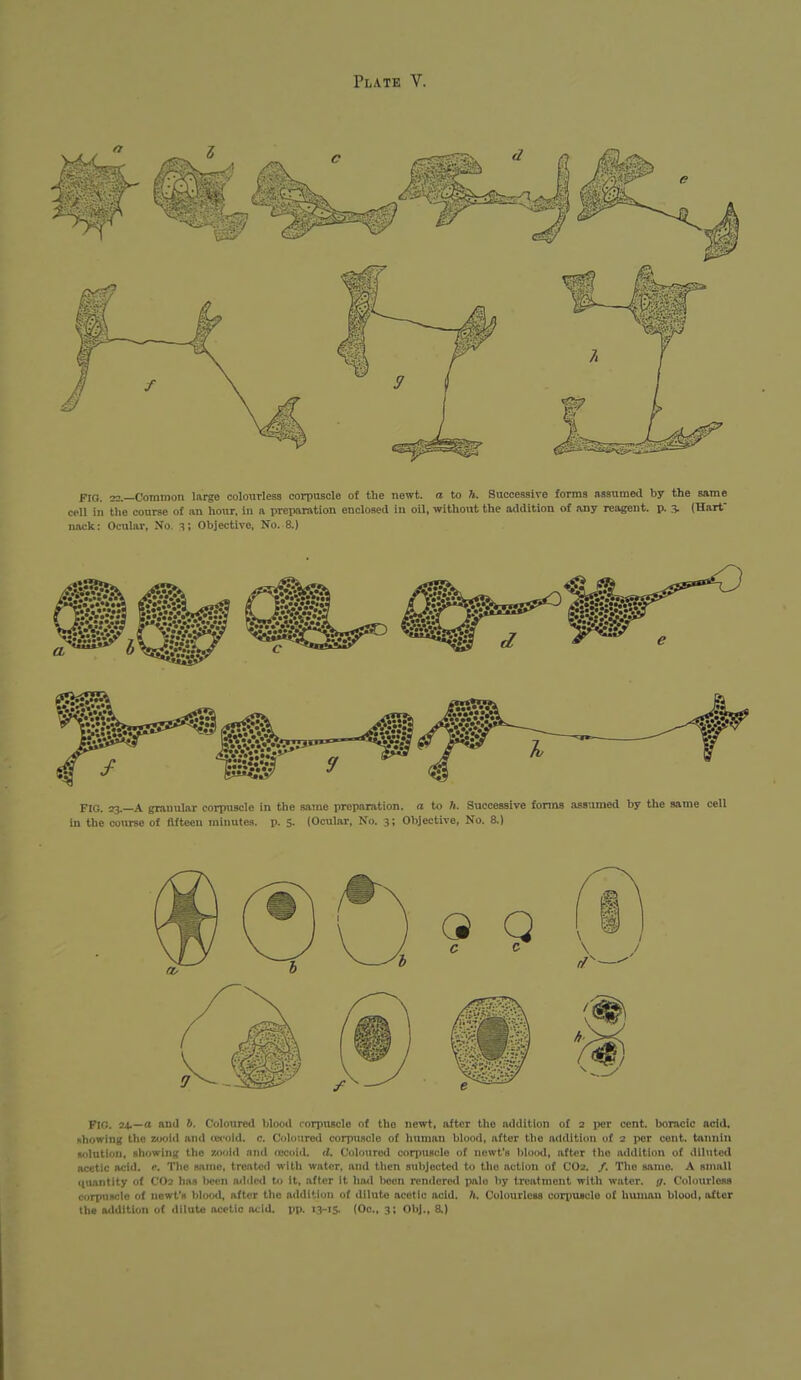 FIG. 22.—Common large colourless corpuscle of the newt, a to h. Successive forms assumed by the same cell in the course of an hour, In a preparation enclosed in oil, without the addition of any reagent, p. 3. (Hart nack: Ocular, No. 3; Objective, No. 8.) FIG. 23.—A granular corpuscle In the same preparation, a to ft. Successive forms as«;imed by the same cell in the co<irse of fifteen minutes, p. 5. (Ocular, No. 31 Objective, No. 8.) Fio. 24.—(i and 6. Coloured blood corpuscle of the newt, after the addition of 2 \kt cent, boracic acid, nhowing the zoold and ox'old. c. Coloured corpiisclo of human blood, after the addition of 2 per cent, tannin solution, showing the zoold and a3Coid. d. Coloured corpuscle of newt's I>loi)d, after the addition of dllntod acetic acid. e. The same, treated with water, and then subjected to tlio action of CO2. /. The same. A small quantity of CO2 ha.i l)ecn aildcd to it, after It hiul l)ecn rendered palo by treatment with water, g. Colourless corpuscle of newt's blood, after the ailditiun of dilute acetic acid. h. Colourless corpuscle of human blood, after the addition of dilate acetic acid. pp. 13-15. (Co., 3; Obj., &)