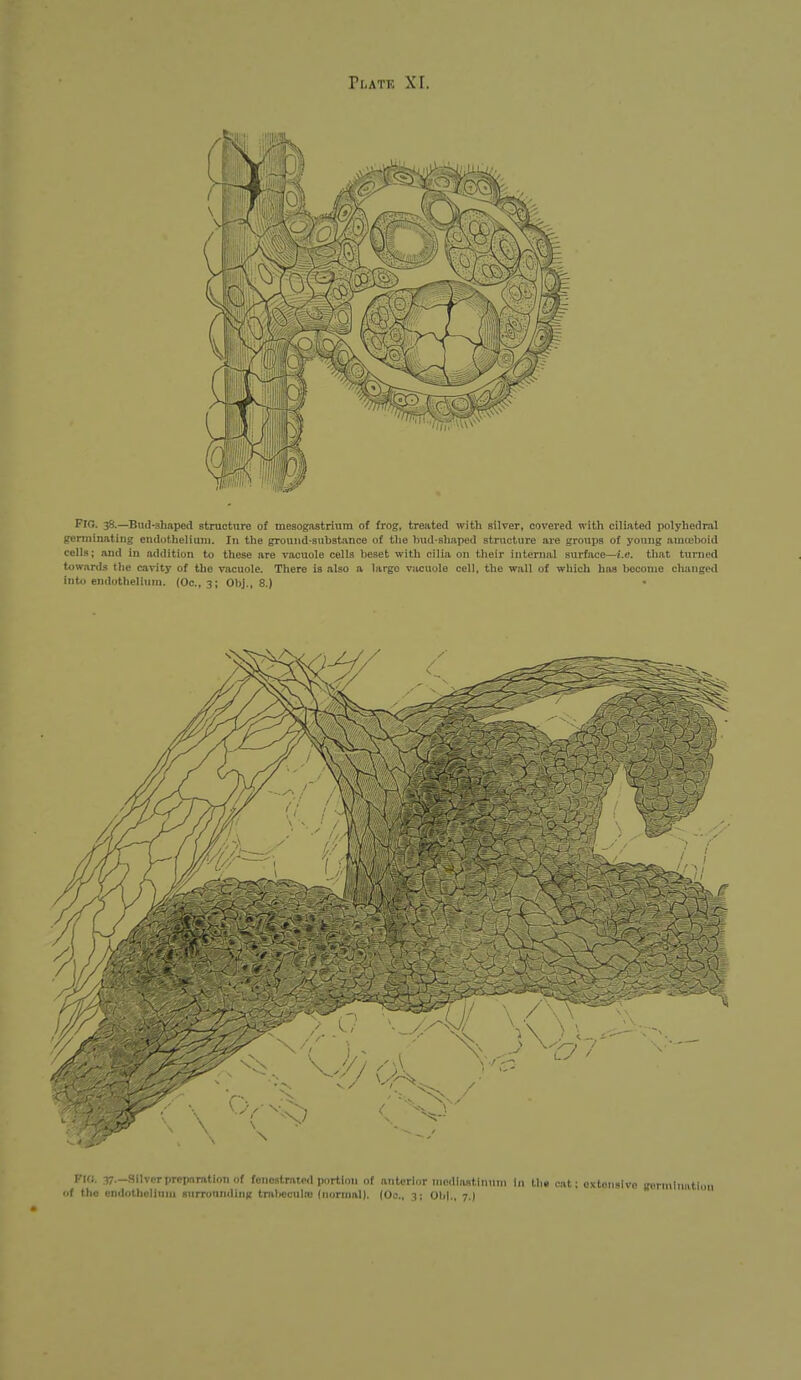 Flo. 38.—Bud-shaped structure of mesogaatrium of frog, treated with silver, covered with ciliated polyhedral germinating endothelium. In the ground-substance of the bud-shaped structure are groups of yoniig amceboid cells; and in addition to these are vacuole cells beset with cilia on their internal surface—i.e. that turned towards the cavity of the vacuole. There is also a largo vacuole cell, the wall of which has become changetl into endothelium. (Oc, 3; Obj., 8.) Fia 37-Silvcr preparation of fenestrated portion of anterior mediastinum In the cat: oxtoiisivo fformlnation of the endnthclinni surronnding tmlicculiu (normal). (Oc, 3; Obj., 7.I