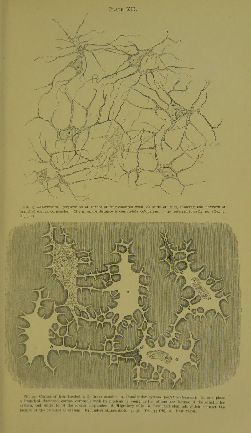 FIG. 40.—Horizontal prepnm'ion of cornea of frog coloured with chloride of gold, showing the network of branched cornea corpuscles. The ground-substivnce is completely co'ourless. p. 40, refened to as fig. 10. (Oc, 3; Oljj., 8.) Ml -51 KKi rj.—(:<irnt:i\ lit frug trentud with lunar caustic, n. Canalicular system {SitftkminJuiiHem). \n one place ft limnchcd, flattened cornea corpuscle with Its nucleus Is scon; In two others are lacuna) of the ciinallcular system, and nuclei (c) of the coniea corjiusoles. d. Mitrratory colls, b. Ilranchoil clmnnels which connect the lacunn; of the canalicular system. Oround-sulmtiince ilark. p, 38. (Oc, 3; OliJ., q. Immersion.)