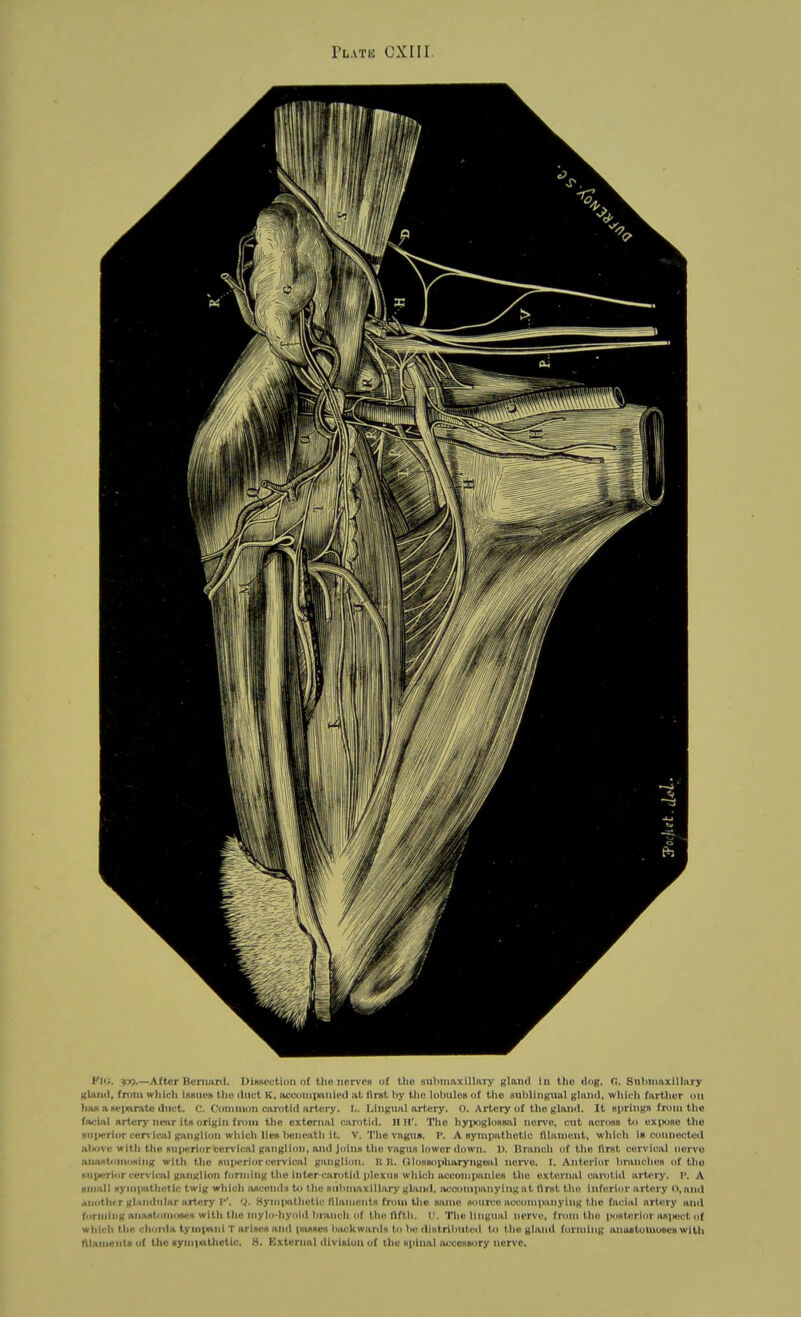 Kf<i. ^r/j.—After Bcniunl. I)i«scctiim of the iiervPH of the sulmmxillary gland in tlio dug. fi. Sniiniiixillary gkiml, fnini which issues the duct K, acconipanioil iit tlrst by the loljiiles of the sublingual gliind. which farther nil hns a seinntte dnct. C. Common carotid artery. I,. Lingual artery. O. Artery of the gland. It springs from the facial artery near Us origin from the external carotid. II IT. Tlie hyjxjglossal nerve, ciit across t4> oxiX)8e the siilwrior cen ical ganglion which lies lieneath it. V. The vagus. P. A sympathetic fllaniunt, which is connected alxjve with the suiwrior cerv ical ganglion, and Joins tlie vagus lower down. 1). Branch of the first cervical nervo anastoniosing with the superior cervical ganglion. R R. UlossopUaryngeal nervo. I. Anterior hranclies of the sii)wriiir c(n-\'iml ganglion forming the inter carotid plexus which accomiuuiles the external cai-otid art*>ry. I>. A small syiiipathetic twig which ascends to the stihmaxillary glaiiil, liccompanyiiig.-it llrst tiio inferior artery o.aiul rtuotht r glandular artery 'i. HyniiKithctic niauients from the same rftumro accom]winying the facial artery and forming anast<inii>Bes with the mylo-liyoid branch of the llftii. II. Tliv lingual nerve, from the posterior iui|iect of which the chorda tyminui T arises and passes liackwards to be distrlliiiled to the gland fi>rniing amutonioseswilh fllameiit>u( the tym|<ithctic. S. External divisluii uf the spinal luiccssory nerve.