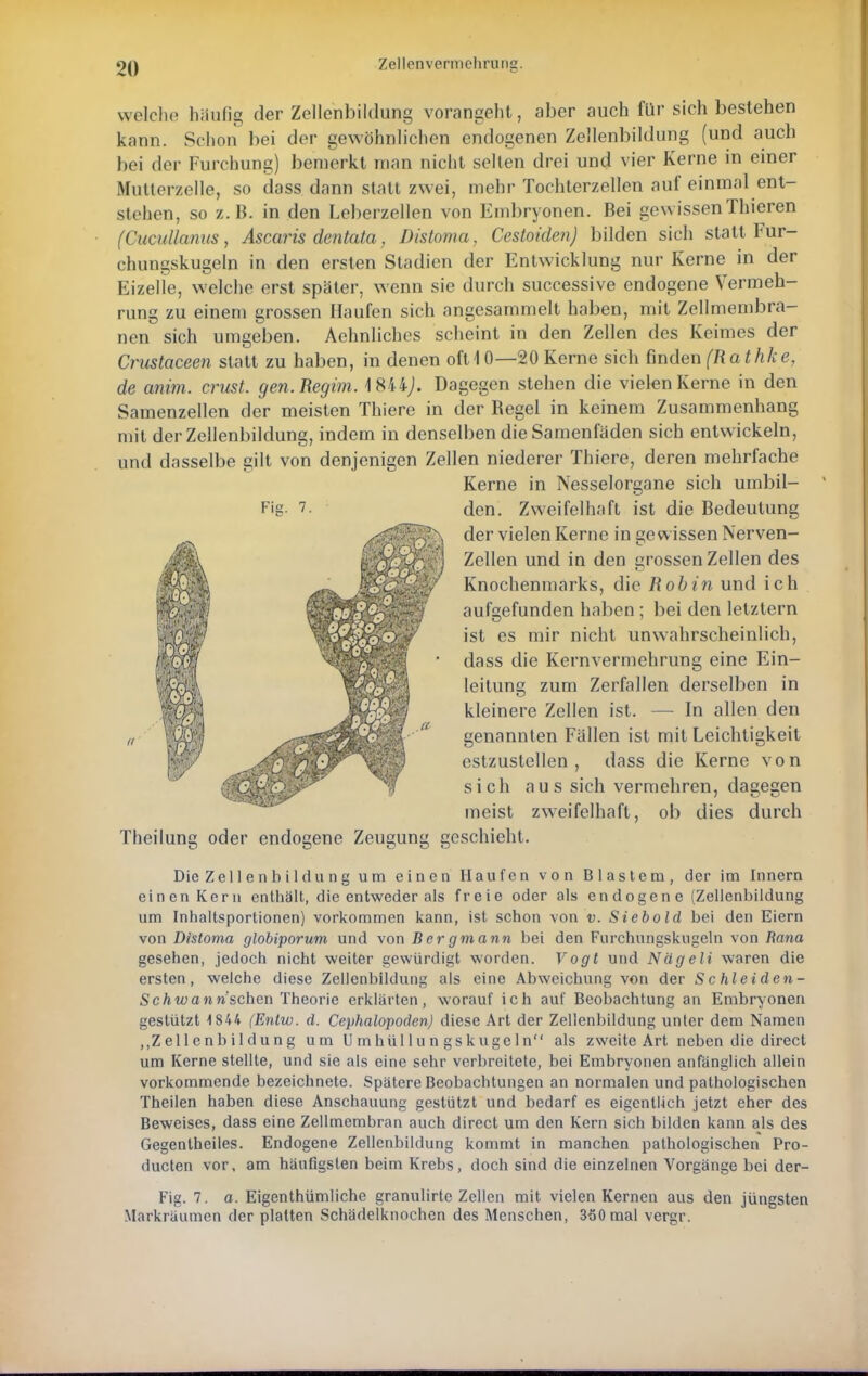 welche häufig der Zellenbildung vorangeht, aber auch für sich bestehen kann. Schon bei der gewöhnlichen endogenen Zellenbildung (und auch bei der Furchung) bemerkt man nicht selten drei und vier Kerne in einer Mutterzelle, so dass dann statt zwei, mehr Tochterzellen auf einmal ent- stehen, so z.B. in den Leberzellen von Embryonen. Bei gewissenThieren (Cucullanus, Ascaris dentata, Distoma, Cestoiden) bilden sich statt Fur- chungskugeln in den ersten Stadien der Entwicklung nur Kerne in der Eizelle, welche erst später, wenn sie durch successive endogene Vermeh- rung zu einem grossen Haufen sich angesammelt haben, mit Zellmembra- nen sich umgeben. Aehnliches scheint in den Zellen des Keimes der Crustaceen statt zu haben, in denen oft 10—20 Kerne sich finden (Rathke, de anim. crust. gen.Regim. 1844J. Dagegen stehen die vielen Kerne in den Samenzellen der meisten Thiere in der Begel in keinem Zusammenhang mit der Zellenbildung, indem in denselben die Samenfäden sich entwickeln, und dasselbe gilt von denjenigen Zellen niederer Thiere, deren mehrfache Kerne in Nesselorgane sich umbil- den. Zweifelhaft ist die Bedeutung der vielen Kerne in gewissen Nerven- zellen und in den grossen Zellen des Knochenmarks, die Roh in und ich aufgefunden haben ; bei den letztern ist es mir nicht unwahrscheinlich, dass die Kernvermehrung eine Ein- leitung zum Zerfallen derselben in kleinere Zellen ist. — In allen den genannten Fällen ist mit Leichtigkeit estzustellen , dass die Kerne von sich aus sich vermehren, dagegen meist zweifelhaft, ob dies durch Theilung oder endogene Zeugung geschieht. Die Zellenbildung um einen Haufen von Blastem, der im Innern einen Kern enthält, die entweder als freie oder als endogene (Zellenbildung um Inhaltsportionen) vorkommen kann, ist schon von v. Siebold bei den Eiern von Distoma globiporum und von Bergmann bei den Furchungskugeln von Rana gesehen, jedoch nicht weiter gewürdigt worden. Vogt und Nägeli waren die ersten, welche diese Zellenbildung als eine Abweichung von der Schleiden- Schwann'schen Theorie erklärten, worauf ich auf Beobachtung an Embryonen gestützt 1844 (Entw. d. Cephalopoden) diese Art der Zellenbildung unter dem Namen ,,Zellenbildung um Umhüllungskugeln als zweite Art neben die direct um Kerne stellte, und sie als eine sehr verbreitete, bei Embryonen anfänglich allein vorkommende bezeichnete. Spätere Beobachtungen an normalen und pathologischen Theilen haben diese Anschauung gestützt und bedarf es eigentlich jetzt eher des Beweises, dass eine Zellmembran auch direct um den Kern sich bilden kann als des Gegentheiles. Endogene Zellenbildung kommt in manchen pathologischen Pro- dueten vor, am häuflgsten beim Krebs, doch sind die einzelnen Vorgänge bei der- Fig. 7. a. Eigentümliche granulirte Zellen mit vielen Kernen aus den jüngsten Markräumen der platten Schädelknochen des Menschen, 360 mal vergr.