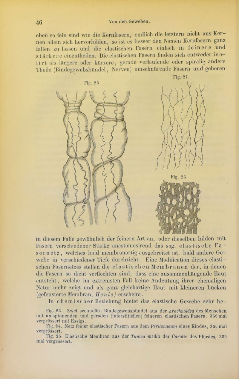 eben so fein sind wie die Kernfasern, endlich die letztern nicht aus Ker- nen allein sich hervorbilden, so ist es besser den Namen Kernfasern ganz fallen zu lassen und die elastischen Fasern einfach in feinere und stärkere einzutheilcn. Die elastischen Fasern finden sich entweder iso- lirt als längere oder kürzere, gerade verlaufende oder spiralig andere Theile (Bindegewebsbündel, Nerven) umschnürende Fasern und gehören in diesem Falle gewöhnlich der feinern Art an, oder dieselben bilden mit Fasern verschiedener Stärke anaslomosirend das sog. elastische Fa- sernetz, welches bald membranarlig ausgebreitet ist, bald andere Ge- webe in verschiedener Tiefe durchzieht. Eine Modificalion dieses elasti- schen Fasernetzes stellen die elastischen Membranen dar, in denen die Fasern so dicht verflochten sind, dass eine zusammenhängende Haut entsteht, welche im extremsten Fall keine Andeutung ihrer ehemaligen Natur mehr zeigt und als ganz gleichartige Haut mit kleineren Lücken (gefensterte Membran, II etile) erscheint. In chemischer Beziehung bietet das elastische Gewebe sehr be- Fig. 23. Zwei secundäre Bindegewebsbündel aus der Arachnoidea des Menschen mit umspinnenden und geraden (interstitiellen) feineren elastischen Fasern, 350 mal vergrössert mit Essigs. Fig. 24. Netz feiner elastischer Fasern aus dem Peritonaeum eines Kindes, 350 mal vergrössert. Fig. 25. Elastische Membran aus der Tunica media der Carotis des Pferdes, 350 mal vergrössert.