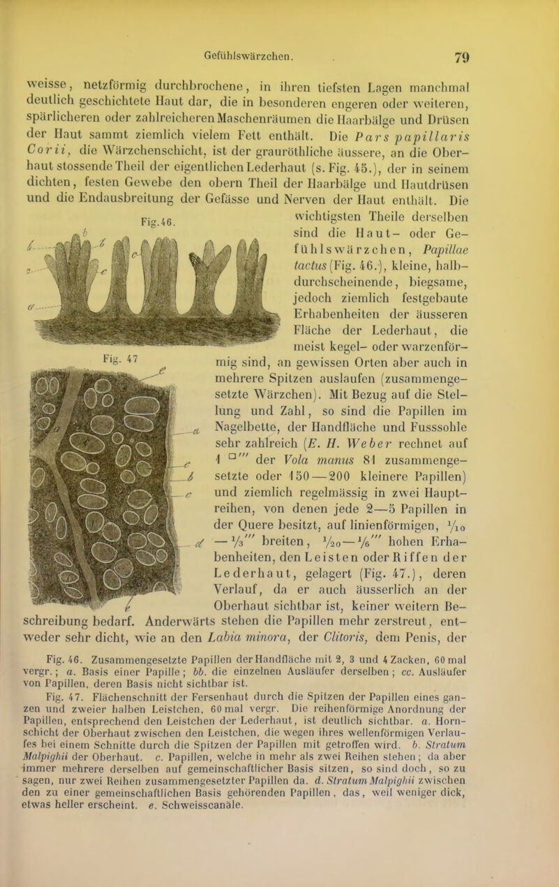 weisse, netzförmig durchbrochene, in ihren tiefsten Lagen manchmal deutlich geschichtete Haut dar, die in besonderen engeren oder weiteren, spärlicheren oder zahlreicheren Maschenräumen die Haarbälge und Drüsen der Haut sammt ziemlich vielem Fett enthält. Die Pars papillaris Corii, die Wärzchenschicht, ist der grauröthliche äussere, an die Ober- haut stossendeTheil der eigentlichen Lederhaut (s. Fig. 45.), der in seinem dichten, festen Gewebe den obern Theil der Ilaarbalge und Hautdrüsen und die Endausbreitung der Gcfässe und Nerven der Haut enthält. Die Fig.46 wichtigsten Theile derselben Fig. 47 schreibun bedarf. sind die Haut- oder Ge- fühlswärzchen, Papillae (actus (Fig. 46.), kleine, halb- durchscheinende, biegsame, jedoch ziemlich festgebaute Erhabenheiten der äusseren Fläche der Lederhaut, die meist kegel- oder warzenför- mig sind, an gewissen Orten aber auch in mehrere Spitzen auslaufen (zusammenge- setzte Wärzchen). Mit Bezug auf die Stel- lung und Zahl, so sind die Papillen im Nagelbette, der Handflache und Fusssohle sehr zahlreich (E. H. Weber rechnet auf 'I a' der Vola manus 81 zusammenge- setzte oder 150 — 200 kleinere Papillen) und ziemlich regelmässig in zwei Haupt- reihen, von denen jede 2—5 Papillen in der Quere besitzt, auf linienförmigen, y10 — Va' breiten, y2o—hohen Erha- benheiten, den Leisten oder Riffen der Lederhaut, gelagert (Fig. 47.), deren Verlauf, da er auch äusserlich an der Oberhaut sichtbar ist, keiner weitern Be- Anderwärts stehen die Papillen mehr zerstreut, ent- weder sehr dicht, wie an den Labia minora, der Clitoris, dem Penis, der Fig. 46. Zusammengesetzte Papillen der Handfläche mit 2, 3 und 4 Zacken, 60 mal vergr.; a. Basis einer Papille ; bb. die einzelnen Ausläufer derselben ; cc. Ausläufer von Papillen, deren Basis nicht sichtbar ist. Fig. 47. Flächenschnitt der Fersenhaut durch die Spitzen der Papillen eines gan- zen und zweier halben Leistchen, 60 mal vergr. Die reihenförmige Anordnung der Papillen, entsprechend den Leistchen der Lederhaut, ist deutlich sichtbar, a. Horn- schicht der Oberhaut zwischen den Leistchen, die wegen ihres wellenförmigen Verlau- fes bei einem Schnitte durch die Spitzen der Papillen mit getroffen wird. b. Stratum Malpighii der Oberhaut, c. Papillen, welche in mehr als zwei Reihen stehen; da aber immer mehrere derselben auf gemeinschaftlicher Basis sitzen, so sind doch, so zu sagen, nur zwei Reihen zusammengesetzter Papillen da. d. Stratum Malpighii zwischen den zu einer gemeinschaftlichen Oasis gehörenden Papillen, das, weil weniger dick, etwas heller erscheint, e. Schweisscanäle.