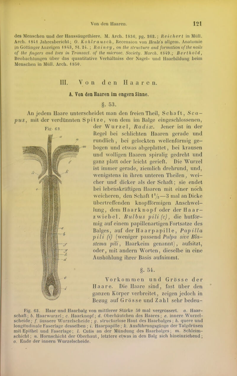 des Menschen und der Haussäugethiere. M. Arch. 1836, pg. 262.; Reichert in Müll. Arch. 1841 Jahresbericht; 0. Kohlrausch, Uecension von Henle's allgein. Anatomie in Gottinger Anzeigen 1843, 8t. 24. ; Rainey , on the strueture and formation ofthenails of the fingers and toes in Transact. of the microsc. Society. March. 1S49.; Berthold, Beobachtungen über das quantitative Verhültniss der Nagel- und Haarbildung beim Menschen in Miill. Arch. 1850. III. Von den Ha a r e n. Fk- 63. A. Von den Haaren im engern Sinne. §• 53. An jedem Ilaare unterscheidet man den freienTheil, Schaft, Sca- pus: mit der verdünnten Spitze, von dem im Balge eingeschlossenen, der Wurzel, Radix. Jener ist in der Rege] bei schlichten Ilaaren gerade und rundlich , bei gelockten wellenförmig ge- '' bogen und etwas abgeplattet, bei krausen und wolligen Haaren spiralig gedreht und ganz platt oder leicht gerieft. Die Wurzel ist immer gerade, ziemlich drehrund, und, wenigstens in ihren unteren Theilen, wei- cher und dicker als der Schaft; sie endet bei lebenskräflicjen Ilaaren mit einer noch w eicheren, den Schaft \i/2—3 mal an Dicke Übertreffenden knopfförmigen Anschwel- lung, dem Haarknopf oder der Haar- zwiebel. Bulbus pili(c), die hutför- mig auf einem papillenartigen Fortsatze des Balges, auf der Ha a rpapi 11 e , Papilla pili (i) (weniger passend Pulpa sive Bla- sterna pili, Haarkeim genannt), aufsitzt, oder, mit andern Worten, dieselbe in eine u3 Aushöhlung ihrer Basis aufnimmt. §. 54. Vorkommen und Grösse der l Haare. Die Haare sind, fast über den ganzen Körper verbreitet, zeigen jedoch in Bezug auf Grösse und Zahl sehr bedeu- Fig. 63. Haar und Haarbalg von mittlerer Starke 50 mal vergrössert. a. Ilaar- schaft; b. Haarwurzel; c. Haarknopf; d. Oberliäutchen des Haares; e. innere Wurzel- scheide; f. äussere Wurzelscheide ; g. slructurlose Haut des Haarbalges; h. quere und longitudinale Faserlage desselben ; f. Haarpapille; Je. AusfÜhrungsgänge der Talgdrüsen mit Epithel und Faserlage; /. Cutis an der Mündung des Haarbalges; in. Schleim- schicht; n. Hornschicht der Oberhaut, letztere etwas in den Balg sich hineinziehend; o. Ende der innern Wurzelscheide.