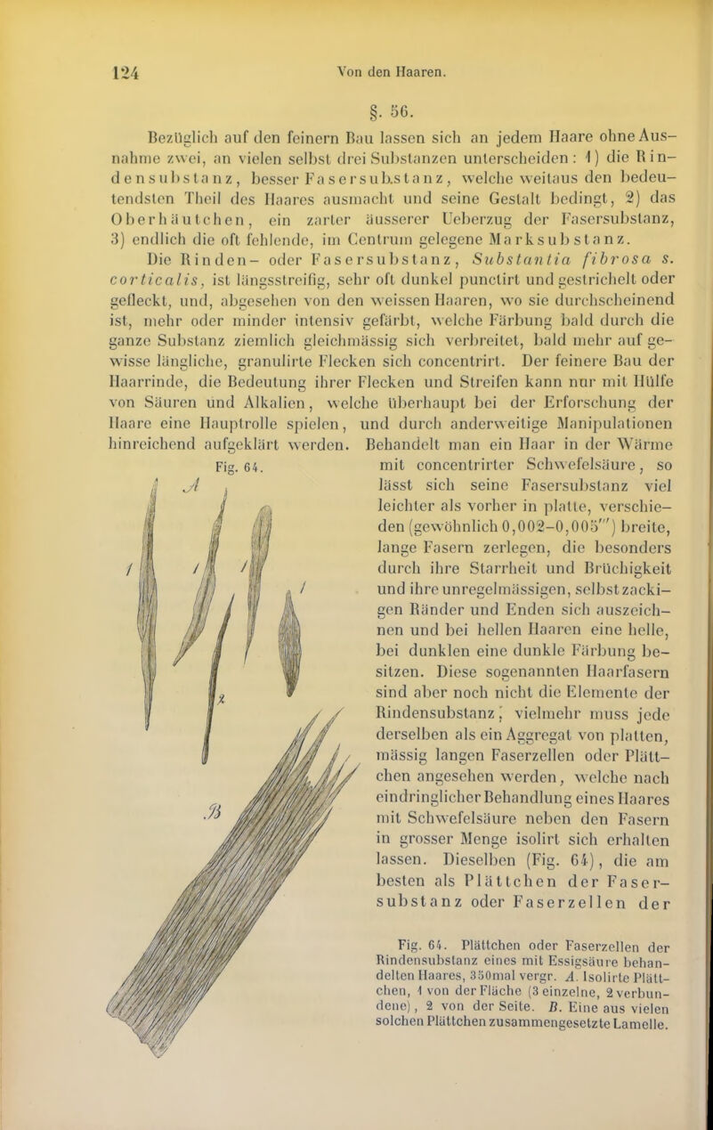 Fig. 64. §• 56. Bezüglich auf den feinem Bau lassen sich an jedem Haare ohne Aus- nahme zwei, an vielen selbst drei Substanzen unterscheiden: 1) die Rin- densubstanz, besser Fasersub.stanz, welche weitaus den bedeu- tendsten Theil des Haares ausmacht und seine Gestalt bedingt, 2) das Oberhäutchen, ein zarter äusserer Ueberzug der Fasersubstanz, 3) endlich die oft fehlende, im Centruin gelegene Marksubstanz. Die Rinden- oder Fasersubstanz, Substantia fibrosa s. corticalis, ist längsstreifig, sehr oft dunkel punclirt und gestrichelt oder gefleckt, und, abgesehen von den weissen Haaren, wo sie durchscheinend ist, mehr oder minder intensiv gefärbt, welche Färbung bald durch die ganze Substanz ziemlich gleichmässig sich verbreitet, bald mehr auf ge- wisse längliche, granulirte Flecken sich concentrirt. Der feinere Bau der Haarrinde, die Bedeutung ihrer Flecken und Streifen kann nur mit Hülfe von Säuren und Alkalien, welche überhaupt bei der Erforschung der Haare eine Hauptrolle spielen, und durch anderweitige Manipulationen hinreichend aufgeklärt werden. Behandelt man ein Haar in der Wärme mit concentrirter Schw efelsäure, so lässt sich seine Fasersubstanz viel leichler als vorher in platte, verschie- den (gewöhnlich 0,002-0,005') breite, lange Fasern zerlegen, die besonders durch ihre Starrheit und Brüchigkeit und ihre unregelmässigen, selbst zacki- gen Ränder und Enden sich auszeich- nen und bei hellen Haaren eine helle, bei dunklen eine dunkle Färbung be- sitzen. Diese sogenannten Haarfasern sind aber noch nicht die Elemente der Rindensubstanz. vieiraehr rauss jede derselben als ein Aggregat von platten, raässig langen Faserzellen oder Pläll- chen angesehen werden, welche nach eindringlicher Behandlung eines Haares mit Schwefelsäure neben den Fasern in grosser Menge isolirt sich erhallen lassen. Dieselben (Fig. 64), die am besten als Plättchen der Faser- substanz oder Faserz eilen der Fig. 64. Plättchen oder Faserzellen der Rindensubstanz eines mit Essigsäure behan- delten Haares, 350mal vergr. A. Isolirte Platt- W/ßW// dien, 1 von der Fläche (3 einzelne, 2vcrbun- 'f//MW deue). 2 von der Seite. B. Eine aus vielen solchen Plättchen zusammengesetzte Lamelle.