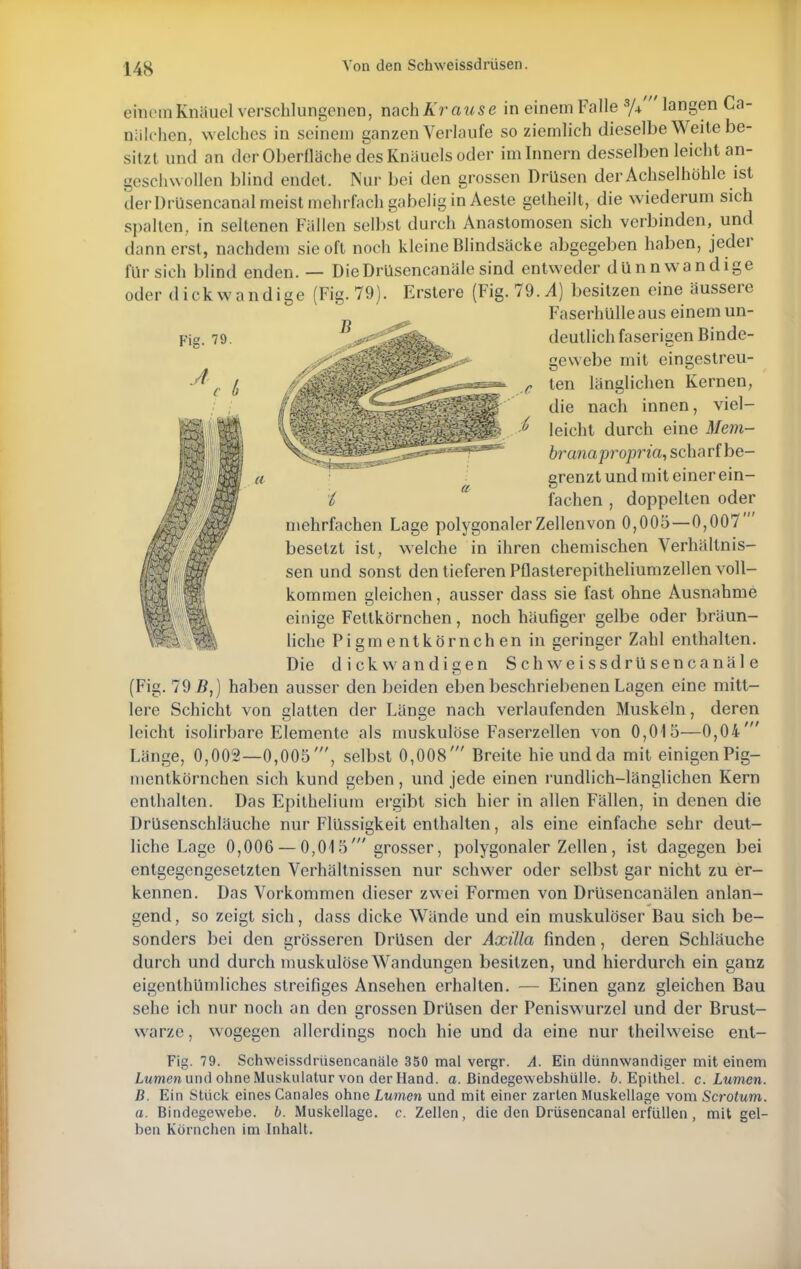 einem Knäuel verschlungenen, nach Kr a u sein einem Falle *// langen Ca- nülchen, welches in seinein ganzen Verlaufe so ziemlich dieselbe Weite be- sitzt und an der Oberfläche des Knäuels oder im Innern desselben leicht an- geschwollen blind endet. Nur bei den grossen Drüsen der Achselhöhle ist derDrüsencanal meist mehrfach gabelig in Aeste getheilt, die wiederum sich spalten, in seltenen Fällen selbst durch Anastomosen sich verbinden, und dann erst, nachdem sie oft noch kleine Blindsäcke abgegeben haben, jeder für sich blind enden. — DieDrüsencanäle sind entweder dünnwandige oder dickwandige (Fig. 79). Erstere (Fig. 79. 4) besitzen eine äussere Faserhülle aus einem un- Fis. 79. A i a i deutlich faserigen Binde- gewebe mit eingestreu- ten länglichen Kernen, die nach innen, viel- leicht durch eine Mem- branapropria, scharf be- grenztund mit einer ein- fachen , doppellen oder mehrfachen Lage polygonalerZellenvon 0,005—0,007 besetzt ist, welche in ihren chemischen Verhältnis- sen und sonst den tieferen Pflasterepitheliumzellen voll- kommen gleichen, ausser dass sie fast ohne Ausnahme einige Fettkörnchen, noch häufiger gelbe oder bräun- liche Pigmentkörnchen in geringer Zahl enthalten. Die dickwandigen Schweissdrüsencanale (Fig. 79 B,) haben ausser den beiden eben beschriebenen Lagen eine mitt- lere Schicht von glatten der Länge nach verlaufenden Muskeln, deren leicht isolirbare Elemente als muskulöse Faserzellen von 0,015—0,04' Länge, 0,002—0,005', selbst 0,008' Breite hie und da mit einigen Pig- mentkörnchen sich kund geben, und jede einen rundlich-länglichen Kern enthalten. Das Epithelium ergibt sich hier in allen Fällen, in denen die Drüsenschläuche nur Flüssigkeit enthalten, als eine einfache sehr deut- liche Lage 0,006 — 0,015'grosser, polygonaler Zellen, ist dagegen bei entgegengesetzten Verhältnissen nur schwer oder selbst gar nicht zu er- kennen. Das Vorkommen dieser zwei Formen von Drüsencanälen anlan- gend, so zeigt sich, dass dicke Wände und ein muskulöser Bau sich be- sonders bei den grösseren Drüsen der Axilla finden, deren Schläuche durch und durch muskulöse Wandungen besitzen, und hierdurch ein ganz eigenthümliches streifiges Ansehen erhalten. — Einen ganz gleichen Bau sehe ich nur noch an den grossen Drüsen der Peniswurzel und der Brust- warze , wogegen allerdings noch hie und da eine nur theilweise ent- Fig. 79. Schweissdrüsencanäle 350 mal vergr. A. Ein dünnwandiger mit einem Lumen und ohne Muskulatur von der Hand. «.Bindegewebshülle. 6. Epithel, c. Lumen. B. Ein Stück eines Canales ohne Lumen und mit einer zarten Muskellage vom Scrotum. a. Bindegewebe, b. Muskellage. c. Zellen, die den Drüsencanal erfüllen , mit gel- ben Körnchen im Inhalt.