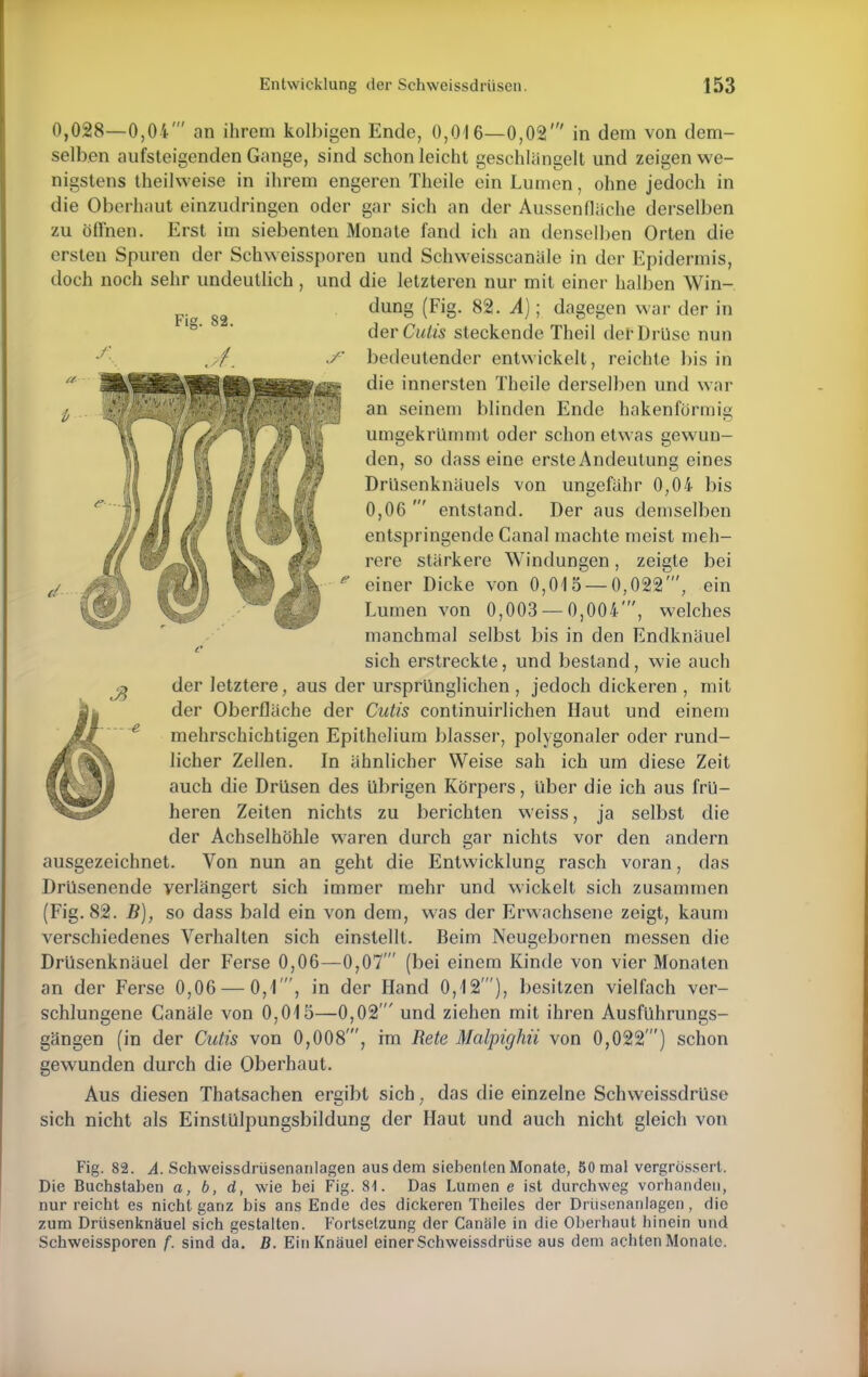 0,028—0,04' an ihrem kolbigen Ende, 0,016—0,02' in dem von dem- selben aufsteigenden Gange, sind schon leicht geschlängelt und zeigen we- nigstens theilweise in ihrem engeren Theile ein Lumen, ohne jedoch in die Oberhaut einzudringen oder gar sich an der Aussenfläche derselben zu Öffnen. Erst im siebenten Monate fand ich an denselben Orten die ersten Spuren der Schweissporen und Schweisscanäle in der Epidermis, doch noch sehr undeutlich , und die letzteren nur mit einer halben Win- dung (Fig. 82. A); dagegen war der in der Cutis steckende Theil der Drüse nun bedeutender entwickelt, reichte bis in die innersten Theile derselben und war an seinem blinden Ende hakenförmig umgekrümmt oder schon etwas gewun- den, so dass eine erste Andeutung eines Drüsenknäuels von ungefähr 0,04 bis 0,06 ' entstand. Der aus demselben entspringende Canal machte meist meh- rere stärkere Windungen, zeigte bei einer Dicke von 0,015 — 0,022', ein Lumen von 0,003 — 0,004', welches manchmal selbst bis in den Endknäuel sich erstreckte, und bestand, wie auch der letztere, aus der ursprünglichen , jedoch dickeren , mit der Oberfläche der Cutis continuirlichen Haut und einem mehrschichtigen Epithelium blasser, polygonaler oder rund- licher Zellen. In ähnlicher Weise sah ich um diese Zeit auch die Drüsen des übrigen Körpers, über die ich aus frü- heren Zeiten nichts zu berichten weiss, ja selbst die der Achselhöhle waren durch gar nichts vor den andern ausgezeichnet. Von nun an geht die Entwicklung rasch voran, das Drüsenende verlängert sich immer mehr und wickelt sich zusammen (Fig. 82. B), so dass bald ein von dem, was der Erwachsene zeigt, kaum verschiedenes Verhalten sich einstellt. Beim Neugcbornen messen die Drüsenknäuel der Ferse 0,06—0,07' (bei einem Kinde von vier Monaten an der Ferse 0,06 — 0,1', in der Hand 0,12'), besitzen vielfach ver- schlungene Canäle von 0,015—0,02' und ziehen mit ihren Ausführungs- gängen (in der Cutis von 0,008', im Rete Malpighii von 0,022') schon gewunden durch die Oberhaut. Aus diesen Thatsachen ergibt sich7 das die einzelne Schweissdrüso sich nicht als Einslülpungsbildung der Haut und auch nicht gleich von Fig. 82. A. Schweissdrüsenanlagen aus dem siebenten Monate, 50 mal vergrössert. Die Buchstaben a, b, d, wie bei Fig. 81. Das Lumen e ist durchweg vorhanden, nur reicht es nicht ganz bis ans Ende des dickeren Theiles der Drüsenanlagen, die zum Drüsenknäuel sich gestalten. Fortsetzung der Canäle in die Oberhaut hinein und Schweissporen f. sind da. B. Ein Knäuel einer Schweissdrüse aus dem achten Monate.