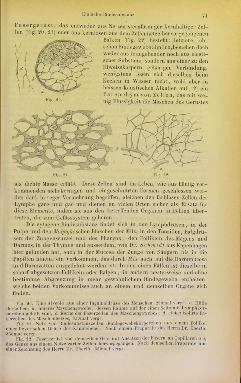 tiiit'aclie Biiulosul)Stanz. F a s e r g e I ü s l len iV'i 20, 21 , das entweder aus Nelzen sternförmieer kernhaltiger Zel- oder aus kernlosen aus dem Zellennelze hervoryegancenen Balken (Fig. '22) besieht; lelzlere, ob- schon Bindegewebe ähnlich,beslehen docii weder aus leimgebender noch aus elasti- scher Substanz, sondern aus einer zu den Eiweisskörpern gehörigen Verbindung, wenigstens lösen sich dieselben beim Kochen in Wasser nicht, wohl aber in heissen kaustischen Alkalien auf; 2) ein Pa r e n c h y m von Zellen, das mit we- nig Flüssigkeit die Maschen des Gerüstes Fig. 21. Fig. 22. als dichte Masse erfüllt. Diese Zellen sind im Leben, wie aus häufig vor- kommenden mehrkernigen und eingeschnürten Formen geschlossen wer- den darf, in reger Vermehrung begrilTen, gleichen den farblosen Zellen der Lymphe ganz und gar und dienen an vielen Oi-len sicher als Ersatz für diese Elemente, indem sie aus den betredenden Organen in Höhlen über- treten, die zum Gefässsystem gehören. Die cytogene Bindesubstanz findet sich in den Lymphdrüsen, in der Pulpe und den Malpir/hrschon Bläschen der Milz, in den Tonsillen, Balgdrü- sen der Zungen Wurzel und des Pharynx , den Follikeln des Magens und Darmes, in der Thymus und ausserdem, wie Dr. Sch midt aus Kopenhagen hier gefunden hat, auch in der Mucosa der Zunge von Säugern bis in die Papillen hinein, ein Vorkommen, das durch His auch auf die Darmmucosa und Darmzotten ausgedehnt worden ist. In den einen Fällen ist dieselbe in scharf abgeselzlen Follikeln oder Bälgen , in andern neslerweise und ohne bestimmte Abgrenzung in mehr gewöhnlichem Bindegewebe enthalten, welche beiden Vorkommnisse auch an einem und demselben Organe sich finden. Fig. 20. Eine Alveole aus einer Inguinahh-ii.sc des Menschen, 250mai vergr. «. Hülle derselben, b. inneres Mascliengewebe, dessen Räume auf der einen Seile mit Lyniphkor- perchen gefüllt sind, c. Kerne der Faserzellen des Maschengewebes; d. einige isolirte Fa- serzellen des Maschennetzes, 3.i0mal vergr. Fig. 21. Netz von Hindesubslanzzellea (Bindegcwebskörperclien aus einem Follikel einer I^cyer'schcn Drüse des Kaninchens). Nach einem Präparate des Herrn Dr. Ebertli. 350mal vergr. Fig. 22. Fasergerüst von demselben Orte mit Ansätzen der Fasern an Capillaren a das Ganze aus einem Netze zarter Zellen hervorgegangen. Nach demselben Präparate und einer Zeichnung des Heri n Dr. Ebert.'i. 3.j0mal vergr.