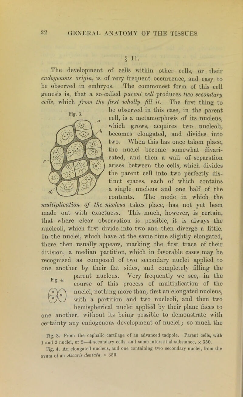 § 11. Fig. 3. The development of cells within other cells, or their endogenous origin, is of very frequent occurrence, and easy to be observed in embryos. The commonest form of this cell genesis is, that a so-called •parent cell produces two secondary cells, which from the first wholly fill it. The first thing to be observed in this case, in the parent cell, is a metamorphosis of its nucleus, which grows, acquires two nucleoli, becomes elongated, and divides into two. When this has once taken place, the nuclei become somewhat divari- cated, and then a wall of separation arises between the cells, which divides the parent cell into two perfectly dis- tinct spaces, each of which contains a single nucleus and one half of the contents. The mode in which the multiplication of the nucleus takes place, has not yet been made out with exactness. This much, however, is certain, that w'here clear observation is possible, it is always the nucleoli, which first divide into two and then diverge a little. In the nuclei, which have at the same time slightly elongated, there then usually appears, marking the first trace of their division, a median partition, which in favorable cases may be recognised as composed of two secondary nuclei applied to one another by their flat sides, and completely filling the parent nucleus. Very frequently we see, in the course of this process of multiplication of the nuclei, nothing more than, fix’st an elongated nucleus, with a partition and two nucleoli, and then two hemispherical nuclei applied by their plane faces to one another, without its being possible to demonstrate with certainty any endogenous development of nuclei; so much the Fig. 3. From the cephalic cartilage of an advanced tadpole. Parent cells, with 1 and 2 nuclei, or 2—4 secondary cells, and some interstitial substance, x 350. Fig. 4. An elongated nucleus, and one containing two secondary nuclei, from the ovum of an Ascaris dentata, x 350. Fig. 4.