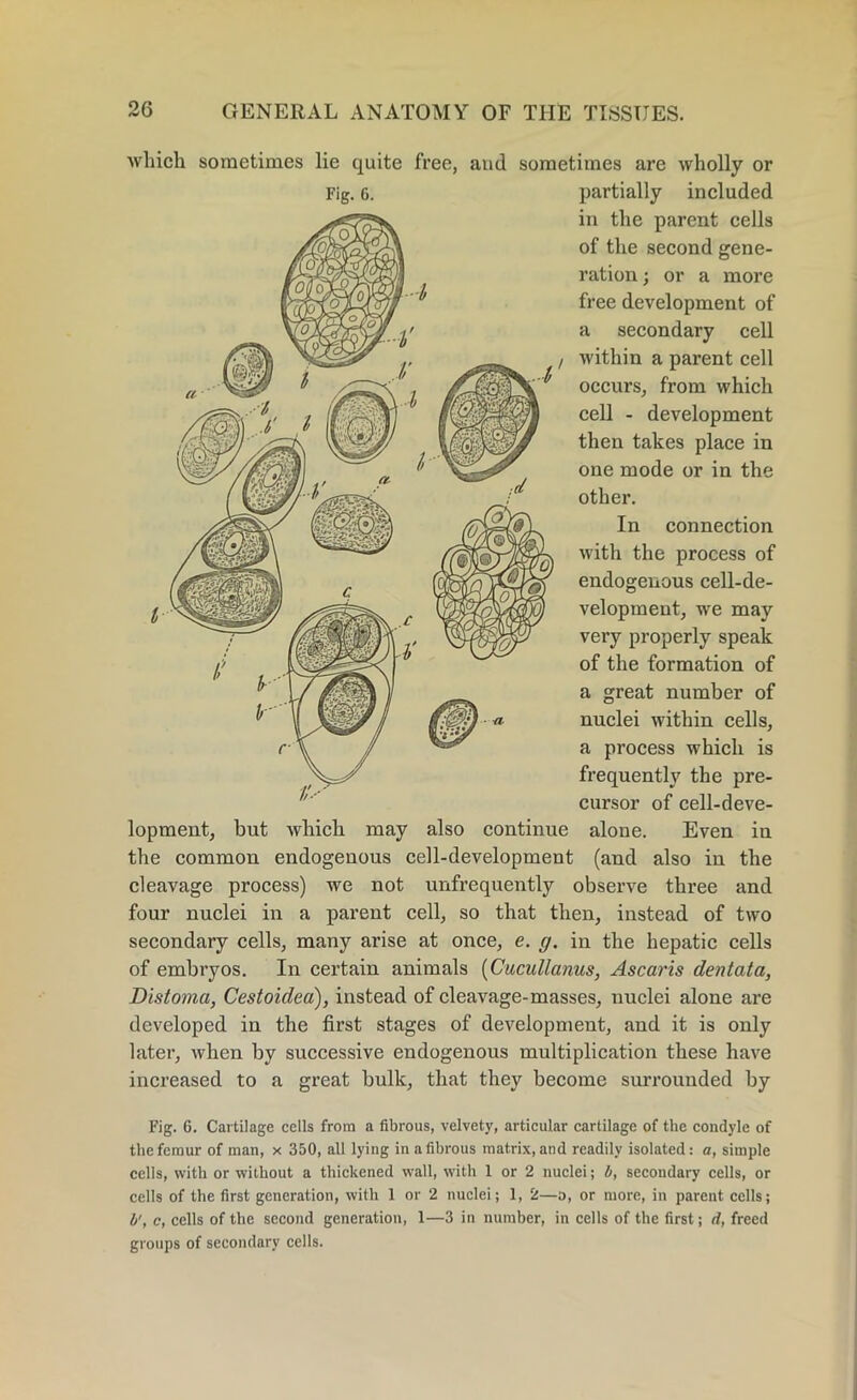 Fig. 6. which sometimes lie quite free, and sometimes are wholly or partially included in the parent cells of the second gene- ration; or a more free development of a secondary cell within a parent cell occurs, from which cell - development then takes place in one mode or in the other. In connection with the process of endogenous cell-de- velopment, we may very properly speak of the formation of a great number of nuclei within cells, a process which is frequently the pre- cursor of cell-deve- lopment, but which may also continue alone. Even in the common endogenous cell-development (and also in the cleavage process) we not unfrequently observe three and four nuclei in a parent cell, so that then, instead of two secondary cells, many arise at once, e. g. in the hepatic cells of embryos. In certain animals (Cucullanus, Ascaris dentata, Distoma, Cestoidea), instead of cleavage-masses, nuclei alone are developed in the first stages of development, and it is only later, when by successive endogenous multiplication these have increased to a great bulk, that they become surrounded by Fig. 6. Cartilage cells from a fibrous, velvety, articular cartilage of the condyle of the femur of man, x 350, all lying in a fibrous matrix, and readily isolated: a, simple cells, with or without a thickened wall, with 1 or 2 nuclei; b, secondary cells, or cells of the first generation, with 1 or 2 nuclei; 1, 2—o, or more, in parent cells; b', c, cells of the second generation, 1—3 in number, in cells of the first; d, freed groups of secondary cells.