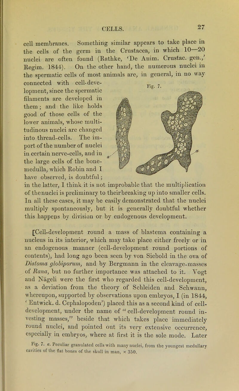 Fig. 7. cell membranes. Something similar appears to take place in the cells of the germ in the Crustacea, in which 10 20 nuclei are often found (Rathke, ‘De Anim. Crustac. gen./ Regim. 1844). On the other hand, the numerous nuclei in the spermatic cells of most animals are, in general, in no way connected with cell- deve- lopment, since the spermatic filaments are developed in them; and the like holds good of those cells of the lower animals, whose multi- tudinous nuclei are changed into thread-cells. The im- port of the number of nuclei in certain nerve-cells, and in the large cells of the bone- medulla, which Robin and I have observed, is doubtful; in the latter, I think it is not improbable that the multiplication of thenuclei is preliminary to theirbreaking up into smaller cells. In all these cases, it may be easily demonstrated that the nuclei multiply spontaneously, but it is generally doubtful whether this happens by division or by endogenous development. [Cell-development round a mass of blastema containing a nucleus in its interior, which may take place either freely or in an endogenous manner (cell-development round portions of contents), had long ago been seen by von Siebold in the ova of Distoma globiporum, and by Bergmann in the cleavage-masses of Rana, but no further importance was attached to it. Vogt and Nageli were the first who regarded this cell-development, as a deviation from the theory of Schleiden and Schwann, whereupon, supported by observations upon embryos, I (in 1844, ( Entwick. d. Cephalopoden’) placed this as a second kind of cell- development, under the name of “ cell-development round in- vesting masses,” beside that which takes place immediately round nuclei, and pointed out its very extensive occurrence, especially in embryos, where at first it is the sole mode. Later Fig. 7. a. Peculiar granulated cells with many nuclei, from the youngest medullary cavities of the flat bones of the skull in man, x 350.