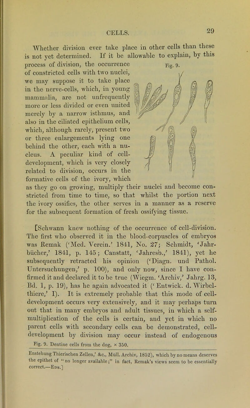 Whether division ever take place in other cells than these is not yet determined. If it be allowable to explain, by this process of division, the occurrence pig. 9. of constricted cells with two nuclei, we may suppose it to take place in the nerve-cells, which, in young- mammalia, are not unfrequently more or less divided or even united merely by a narrow isthmus, and also in the ciliated epithelium cells, which, although rarely, present two or three enlargements lying one behind the other, each with a nu- cleus. A peculiar kind of cell- development, which is very closely related to division, occurs in the formative cells of the ivory, which as they go on growing, multiply their nuclei and become con- stricted from time to time, so that whilst the portion next the ivory ossifies, the other serves in a manner as a reserve for the subsequent formation of fresh ossifying tissue. [Schwann knew nothing of the occurrence of cell-division. The first who observed it in the blood-corpuscles of embryos was ftemak (‘Med. Verein/ 1841, No. 27; Schmidt, fJahr- biicher/ 1841, p. 145; Caustatt, ‘Jahresb./ 1841), yet he subsequently retracted his opinion (‘Diagn. und Pathol. Untersuchungen/ p. 100), and only now, since I have con- firmed it and declared it to be true (Wiegm. ‘Archiv/ Jahrg. 13, Bd. 1, p. 19), has he again advocated it (‘ Entwick. d. Wirbel- thiere/ I). It is extremely probable that this mode of cell- development occurs very extensively, and it may perhaps turn out that in many embryos and adult tissues, in which a self- multiplication of the cells is certain, and yet in which no parent cells with secondary cells can be demonstrated, cell- development by division may occur instead of endogenous Fig. 9. Dentine cells from the dog, x 350. Enstehung Thierischen Zellen,’ &c., Mull. Archiv, 1852), which by no means deserves the epithet of “ no longer availablein fact, Remak’s views seem to be essentially correct.—Eds.]