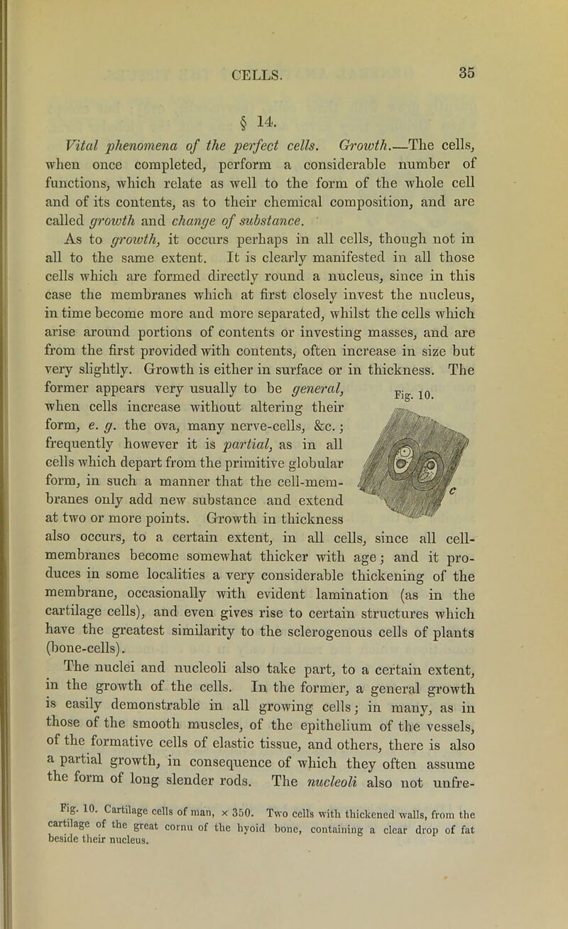 § 14. Vital phenomena of the perfect cells. Groioth.—The cells, when once completed, perform a considerable number of functions, which relate as well to the form of the whole cell and of its contents, as to their chemical composition, and are called groioth and change of substance. As to growth, it occurs perhaps in all cells, though not in all to the same extent. It is clearly manifested in all those cells which are formed directly round a nucleus, since in this case the membranes which at first closely invest the nucleus, in time become more and more separated, whilst the cells which arise around portions of contents or investing masses, and are from the first provided with contents, often increase in size but very slightly. Growth is either in surface or in thickness. The former appears very usually to be general, when cells increase without altering their form, e. g. the ova, many nerve-cells, &c.; frequently however it is partial, as in all cells which depart from the primitive globular form, in such a manner that the cell-mem- branes only add new substance and extend at two or more points. Growth in thickness also occurs, to a certain extent, in all cells, since all cell- membranes become somewhat thicker with age; and it pro- duces in some localities a very considerable thickening of the membrane, occasionally with evident lamination (as in the cartilage cells), and even gives rise to certain structures which have the greatest similarity to the sclerogenous cells of plants (bone-cells). The nuclei and nucleoli also take part, to a certain extent, in the growth of the cells. In the former, a general growth is easily demonstrable in all growing cells; in many, as in those of the smooth muscles, of the epithelium of the vessels, of the formative cells of elastic tissue, and others, there is also a partial growth, in consequence of which they often assume the form of long slender rods. The nucleoli also not unfre- Fig. 10. Cartilage cells of man, x 350. Two cells with thickened walls, from the cartilage of the great cornu of the hyoid hone, containing a clear drop of fat beside their nucleus. Fig. 10.