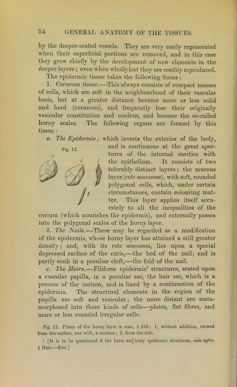 by the deeper-seated vessels. They are very easily regenerated when their superficial portions are removed, and in this case they grow chiefly by the development of new elements in the deeper layers; even when wholly lost they are readily reproduced. The epidermic tissue takes the following forms: 1. Corneous tissue.—This always consists of compact masses of cells, which are soft in the neighbourhood of their vascular basis, but at a greater distance become more or less solid and hard (corneous), and frequently lose their originally vesicular constitution and nucleus, and become the so-called horny scales. The following organs are formed by this tissue : a. The Epidermis; which invests the exterior of the body, and is continuous at the great aper- tures of the internal cavities with - the epithelium. It consists of two Ik tolerably distinct layers; the mucous y) layer (rete mucosum), with soft, rounded P polygonal cells, which, under certain circumstances, contain colouring mat- ter. This layer applies itself accu- rately to all the inequalities of the corium (which nourishes the epidermis), and externally passes into the polygonal scales of the horny layer. b. The Nails.—These may be regarded as a modification of the epidermis, whose horny layer has attained a still greater density; and, with its rete mucosum, lies upon a special depressed surface of the cutis,—the bed of the nail; and is partly sunk in a peculiar cleft,—the fold of the nail. c. The Hairs.—Filiform epidermic1 structures, seated upon a vascular papilla, in a peculiar sac, the hair sac, which is a process of the corium, and is lined by a continuation of the epidermis. The structural elements in the region of the papilla are soft and vesicular; the more distant are meta- morphosed into three kinds of cells—plates, flat fibres, and more or less rounded irregular cells. Fig. 12. Plates of the horny layer in man, x 350: 1, without addition, viewed from the surface, one with, a nucleus ; 2, from the side. i [It is to be questioned if the hairs are] truly epidermic structures, vide trrfro, § Hair.—Eds.] Fig. 12. /