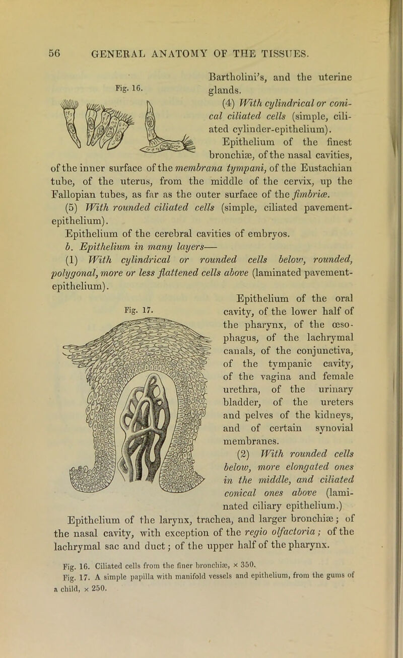 Bartholini’s, and the uterine glands. (4) With cylindrical or coni- cal ciliated cells (simple, cili- ated cylinder-epithelium). Epithelium of the finest bronchiae, of the nasal cavities, of the inner surface of the membrana tympani, of the Eustachian tube, of the uterus, from the middle of the cervix, up the Fallopian tubes, as far as the outer surface of the fimbrice. (5) With rounded ciliated cells (simple, ciliated pavement- epithelium) . Epithelium of the cerebral cavities of embryos. b. Epithelium in many layers— (1) With cylindrical or rounded cells belov\ rounded, polygonal, more or less flattened cells above (laminated pavement- epithelium) . Fig. 16. Epithelium of the oral Ug- U. cavity, of the lower half of the pharynx, of the oeso- phagus, of the lachrymal canals, of the conjunctiva, of the tympanic cavity, of the vagina and female urethra, of the urinary bladder, of the ureters and pelves of the kidneys, and of certain synovial membranes. (2) With rounded cells below, more elongated ones in the middle, and ciliated conical ones above (lami- nated ciliary epithelium.) Epithelium of the larynx, trachea, and larger bronchiae; of the nasal cavity, with exception of the regio olfactoria; ol the lachrymal sac and duct; of the upper half of the pharynx. Fig. 16. Ciliated cells from the finer bronchiae, x 350. Fig. 17. A simple papilla with manifold vessels and epithelium, from the gums of a child, x 250.