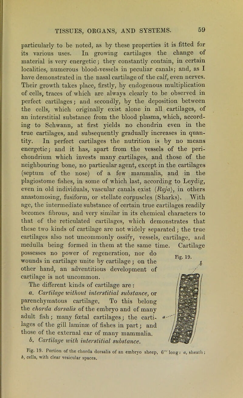 particularly to be noted, as by these properties it is fitted for its various uses. In growing cartilages the change of material is very energetic; they constantly contain, in certain localities, numerous blood-vessels in peculiar canals; and, as I have demonstrated in the nasal cartilage of the calf, even nerves. Their growth takes place, firstly, by endogenous multiplication of cells, traces of which are always clearly to be observed in perfect cartilages; and secondly, by the deposition between the cells, which originally exist alone in all cartilages, of an interstitial substance from the blood plasma, which, accord- ing to Schwann, at first yields no chondrin even in the true cartilages, and subsequently gradually increases in quan- tity. In perfect cartilages the nutrition is by no means energetic; and it has, apart from the vessels of the peri- chondrium which invests many cartilages, and those of the neighbouring bone, no particular agent, except in the cartilages (septum of the nose) of a few mammalia, and in the plagiostome fishes, in some of which last, according to Leydig, even in old individuals, vascular canals exist [Raja), in others anastomosing, fusiform, or stellate corpuscles (Sharks). With age, the intermediate substance of certain true cartilages readily becomes fibrous, and very similar in its chemical characters to that of the reticulated cartilages, which demonstrates that these two kinds of cartilage are not widely separated; the true cartilages also not uncommonly ossify, vessels, cartilage, and medulla being formed in them at the same time. Cartilage possesses no power of regeneration, nor do wounds in cartilage unite by cartilage; on the other hand, an adventitious development of cartilage is not uncommon. The different kinds of cartilage are : a. Cartilage without interstitial substance, or parenchymatous cartilage. To this belong the chorda dorsalis of the embryo and of many adult fish; many foetal cartilages; the carti- lages of the gill laminae of fishes in part; and those of the external ear of many mammalia. b. Cartilage with interstitial substance. Fig. 19. Portion of the chorda dorsalis of an embryo sheep, 6' long: a, sheath ; b, cells, with clear vesicular spaces.