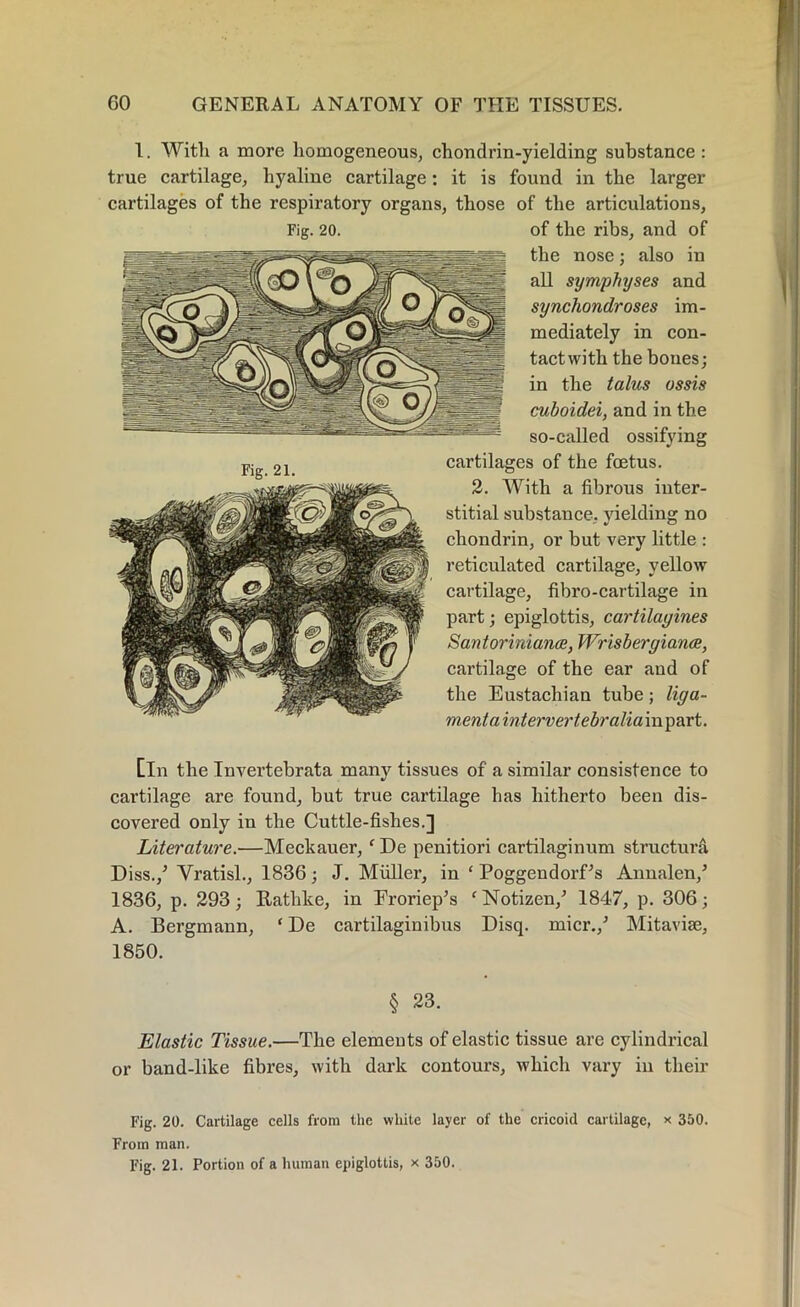 1. With a more homogeneous, chondrin-yielding substance: true cartilage, hyaline cartilage: it is found in the larger cartilages of the respiratory organs, those of the articulations. Fig. 20. of the ribs, and of the nose; also in all symphyses and synchondroses im- mediately in con- tact with the bones; in the talus ossis cuhoidei, and in the so-called ossifying cartilages of the fcetus. 2. With a fibrous inter- stitial substance, yielding no cliondrin, or but very little : reticulated cartilage, yellow cartilage, fibro-cartilage in part; epiglottis, cartilayines Santoriniance, Wrisbergiants, cartilage of the ear and of the Eustachian tube; liga- ment a intervertebralia in part. [in the Invertebrata many tissues of a similar consistence to cartilage are found, but true cartilage has hitherto been dis- covered only in the Cuttle-fishes.] Literature.■—Meckauer, ‘ I)e penitiori cartilaginum structura Diss./ Vratisl., 1836; J. Muller, in ‘ PoggendorCs Annalen/ 1836, p. 293; Rathke, in Froriep’s ‘Notizen/ 1847, p. 306; A. Bergmann, (De cartilaginibus Disq. micr./ Mitavise, 1850. § 23. Elastic Tissue.—The elements of elastic tissue are cylindrical or band-like fibres, with dark contours, which vary in their Fig. 20. Cartilage cells from the white layer of the cricoid cartilage, x 350. From man. Fig. 21. Portion of a human epiglottis, x 350.