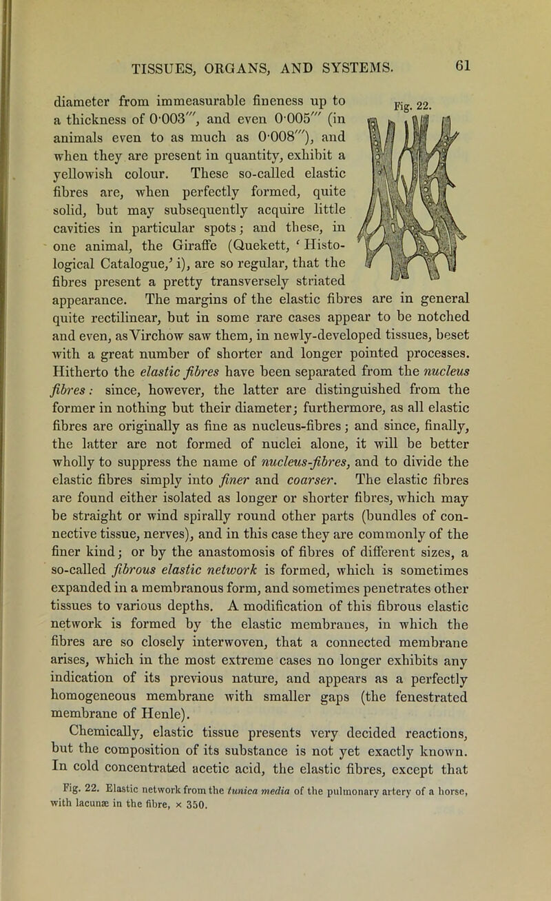 diameter from immeasurable fineness up to a thickness of (bOOS', and even 0005,/' (in animals even to as much as 0-008'), and when they are present in quantity, exhibit a yellowish colour. These so-called elastic fibres are, when perfectly formed, quite solid, but may subsequently acquire little cavities in particular spots; and these, in one animal, the Giraffe (Quekett, f Histo- logical Catalogue/ i), are so regular, that the fibres present a pretty transversely striated appearance. The margins of the elastic fibres are in general quite rectilinear, but in some rare cases appear to be notched and even, as Virchow saw them, in newly-developed tissues, beset with a great number of shorter and longer pointed processes. Hitherto the elastic fibres have been separated from the nucleus fibres: since, however, the latter are distinguished from the former in nothing but their diameter; furthermore, as all elastic fibres are originally as fine as nucleus-fibres; and since, finally, the latter are not formed of nuclei alone, it will be better wholly to suppress the name of nucleus-fibres, and to divide the elastic fibres simply into finer and coarser. The elastic fibres are found either isolated as longer or shorter fibres, which may be straight or wind spirally round other parts (bundles of con- nective tissue, nerves), and in this case they are commonly of the finer kind; or by the anastomosis of fibres of different sizes, a so-called fibrous elastic network is formed, which is sometimes expanded in a membranous form, and sometimes penetrates other tissues to various depths. A modification of this fibrous elastic network is formed by the elastic membranes, in which the fibres are so closely interwoven, that a connected membrane arises, which in the most extreme cases no longer exhibits any indication of its previous nature, and appears as a perfectly homogeneous membrane with smaller gaps (the fenestrated membrane of Henle). Chemically, elastic tissue presents very decided reactions, but the composition of its substance is not yet exactly known. In cold concentrated acetic acid, the elastic fibres, except that Fig. 22. Elastic network from the tunica media of the pulmonary artery of a horse, with lacunae in the fibre, x 350.