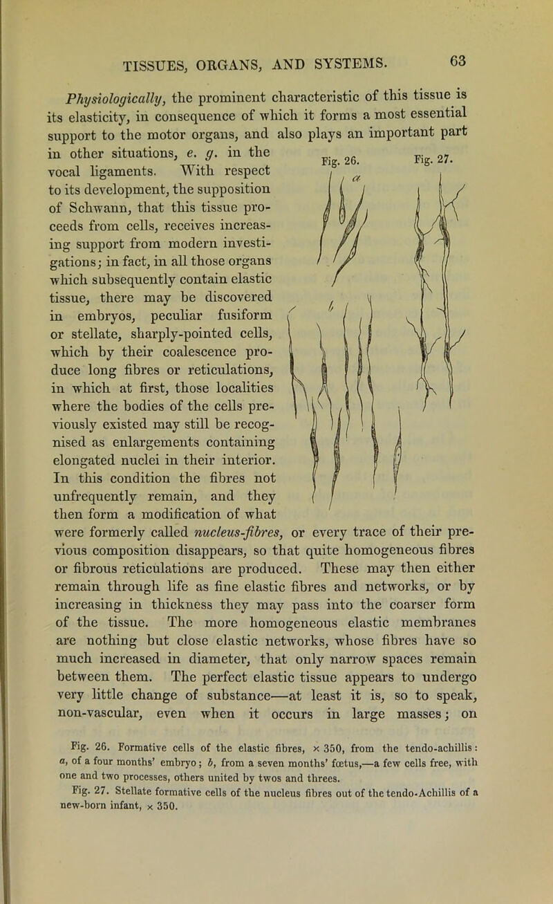 Physiologically, the prominent characteristic of this tissue is its elasticity, in consequence of which it forms a most essential support to the motor organs, and also plays an important part in other situations, e. g. in the vocal ligaments. With respect to its development, the supposition of Schwann, that this tissue pro- ceeds from cells, receives increas- ing support from modern investi- gations; in fact, in all those organs which subsequently contain elastic tissue, there may be discovered in embryos, peculiar fusiform or stellate, sharply-pointed cells, which by their coalescence pro- duce long fibres or reticulations, in which at first, those localities where the bodies of the cells pre- viously existed may still be recog- nised as enlargements containing elongated nuclei in their interior. In this condition the fibres not unfrequently remain, and they then form a modification of what were formerly called nucleus-fibres, or every trace of their pre- vious composition disappears, so that quite homogeneous fibres or fibrous reticulations are produced. These may then either remain through life as fine elastic fibres and networks, or by increasing in thickness they may pass into the coarser form of the tissue. The more homogeneous elastic membranes are nothing but close elastic networks, whose fibres have so much increased in diameter, that only narrow spaces remain between them. The perfect elastic tissue appears to undergo very little change of substance—at least it is, so to speak, non-vascular, even when it occurs in large masses; on Fig. 26. Formative cells of the elastic fibres, x 350, from the tendo-achillis: a, of a four months’ embryo; b, from a seven months’ foetus,—a few cells free, with one and two processes, others united by twos and threes. Fig. 27. Stellate formative cells of the nucleus fibres out of thetendo-Achillis of a new-born infant, x 350.