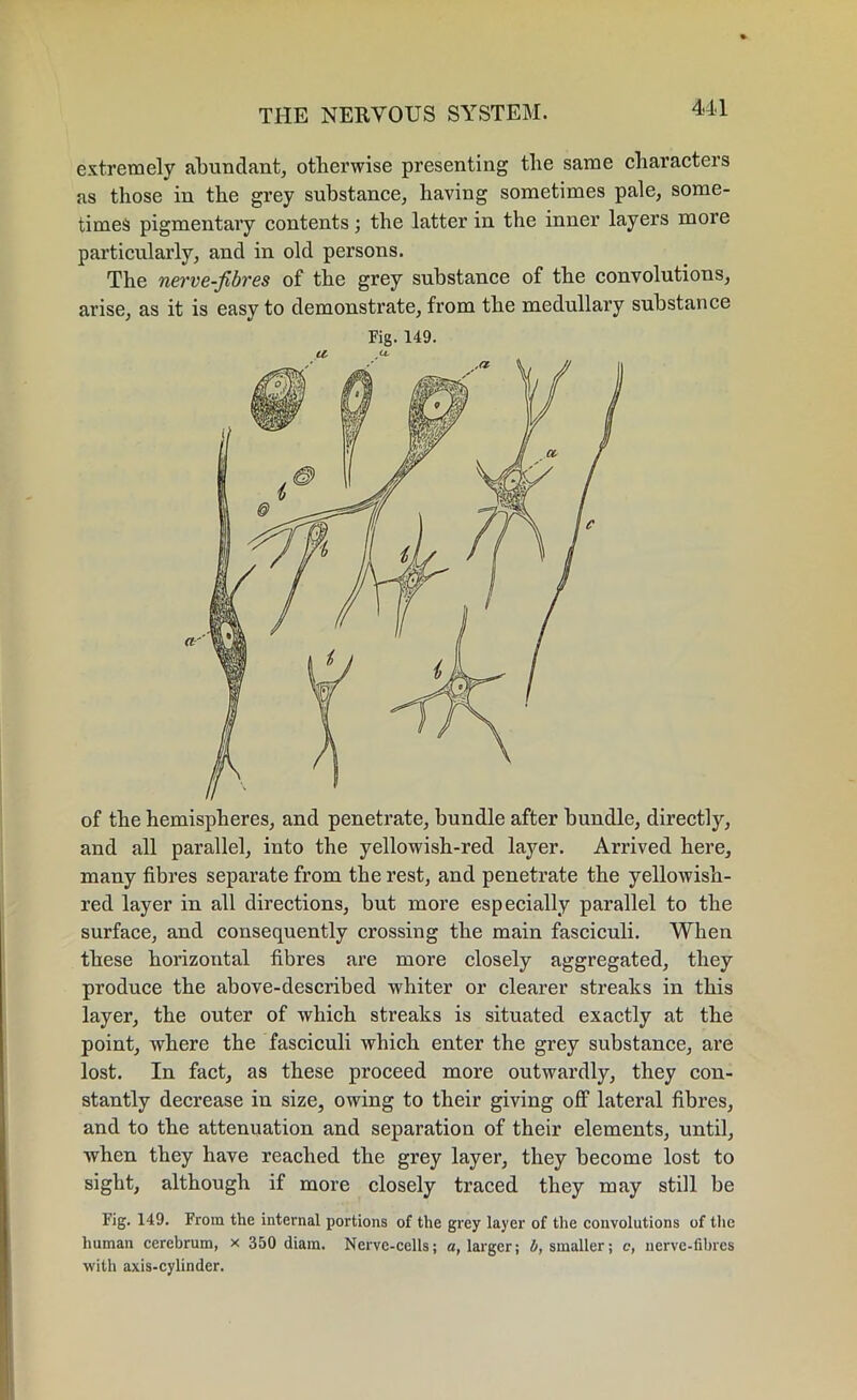 extremely abundant, otherwise presenting the same characters as those in the grey substance, having sometimes pale, some- times pigmentary contents; the latter in the inner layers more particularly, and in old persons. The nerve-fibres of the grey substance of the convolutions, arise, as it is easy to demonstrate, from the medullary substance Fig. 149. of the hemispheres, and penetrate, bundle after bundle, directly, and all parallel, into the yellowish-red layer. Arrived here, many fibres separate from the rest, and penetrate the yellowish- red layer in all directions, but more especially parallel to the surface, and consequently crossing the main fasciculi. When these horizontal fibres are more closely aggregated, they produce the above-described whiter or clearer streaks in this layer, the outer of which streaks is situated exactly at the point, where the fasciculi which enter the grey substance, are lost. In fact, as these proceed more outwardly, they con- stantly decrease in size, owing to their giving off lateral fibres, and to the attenuation and separation of their elements, until, when they have reached the grey layer, they become lost to sight, although if more closely traced they may still be Fig. 149. From the internal portions of the grey layer of the convolutions of the human cerebrum, x 350 diam. Nerve-cells; a, larger; b, smaller; c, nerve-fibres with axis-cylinder.