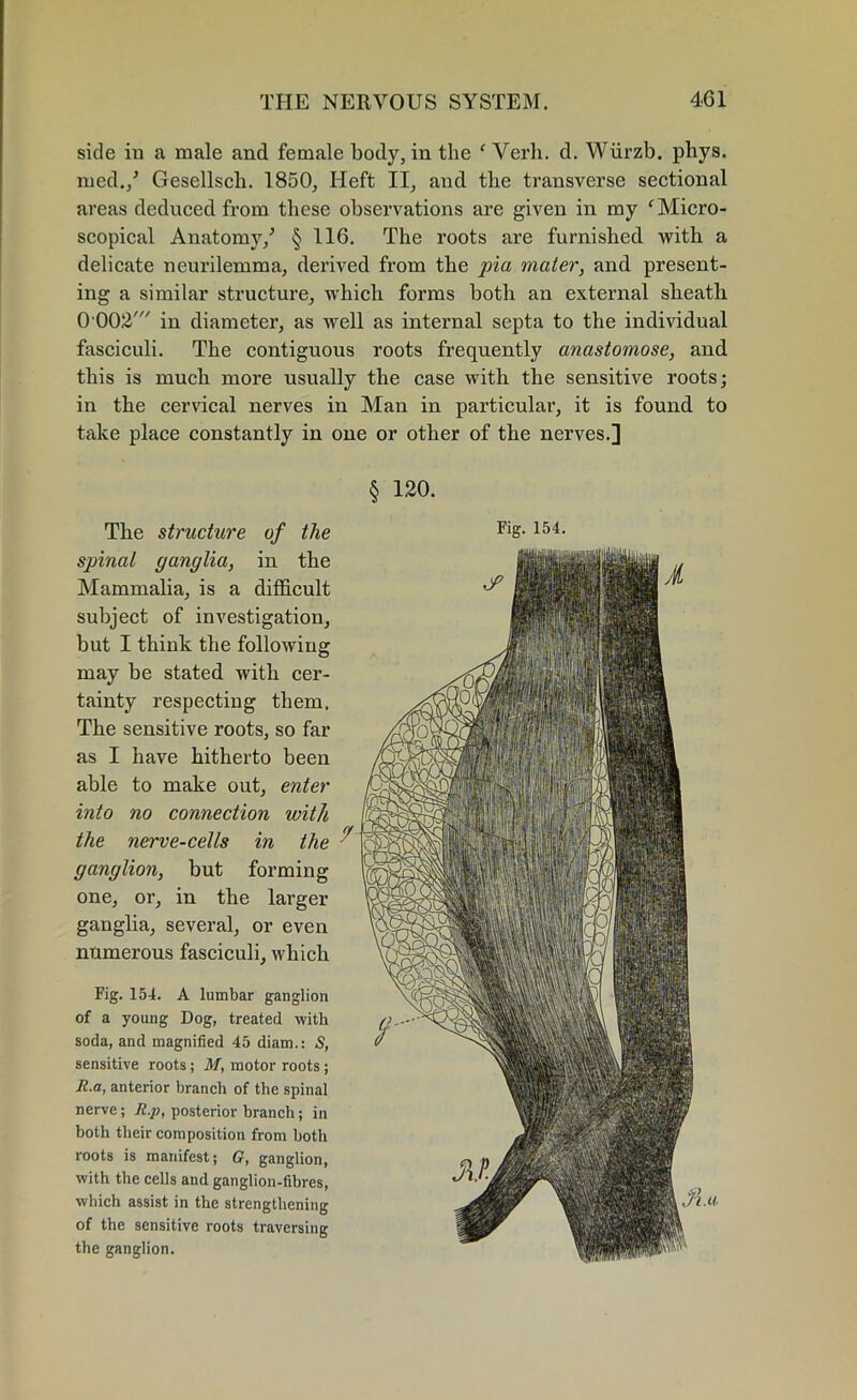 side in a male and female body, in the ‘ Verb. d. Wiirzb. phys. rued./ Gesellscli. 1850, Ileft II, and the transverse sectional areas deduced from these observations are given in my ‘ Micro- scopical Anatomy/ § 116. The roots are furnished with a delicate neurilemma, derived from the pia mater, and present- ing a similar structure, which forms both an external sheath 0002' in diameter, as well as internal septa to the individual fasciculi. The contiguous roots frequently anastomose, and this is much more usually the case with the sensitive roots; in the cervical nerves in Man in particular, it is found to take place constantly in one or other of the nerves.] § 120. The structure of the FiS-154- spinat ganglia, in the Mammalia, is a difficult subject of investigation, but I think the following may be stated with cer- tainty respecting them. The sensitive roots, so far as I have hitherto been able to make out, enter into no connection ivith the nerve-cells in the ganglion, but forming one, or, in the larger ganglia, several, or even numerous fasciculi, which Fig. 154. A lumbar ganglion of a young Dog, treated with soda, and magnified 45 diam.: S, sensitive roots ; M, motor roots ; R.a, anterior branch of the spinal nerve; R.p, posterior branch; in both their composition from both roots is manifest; G, ganglion, with the cells and ganglion-fibres, which assist in the strengthening of the sensitive roots traversing the ganglion.