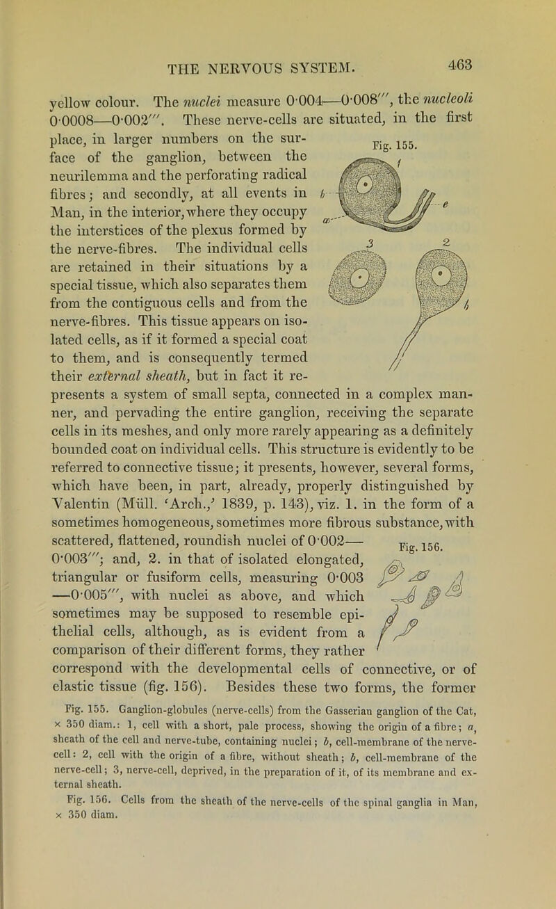 m ULl -• . V yellow colour. The nuclei measure 0 004—0*008', the nucleoli 0*0008—0*002'. These nerve-cells are situated, in the first place, in larger numbers on the sur- face of the ganglion, between the neurilemma and the perforating radical fibres; and secondly, at all events in Man, in the interior, where they occupy the interstices of the plexus formed by the nerve-fibres. The individual cells are retained in their situations by a special tissue, which also separates them from the contiguous cells and from the nerve-fibres. This tissue appears on iso- lated cells, as if it formed a special coat to them, and is consequently termed their external sheath, but in fact it re- presents a system of small septa, connected in a complex man- ner, and pervading the entire ganglion, receiving the separate cells in its meshes, and only more rarely appearing as a definitely bounded coat on individual cells. This structure is evidently to be referred to connective tissue; it presents, however, several forms, which have been, in part, already, properly distinguished by Valentin (Mull. fArch./ 1839, p. 143), viz. 1. in the form of a sometimes homogeneous, sometimes more fibrous substance, with scattered, flattened, roundish nuclei of 0*002— (bOOS'; and, 2. in that of isolated elongated, triangular or fusiform cells, measuring 0*003 —0*005', with nuclei as above, and which sometimes may be supposed to resemble epi- thelial cells, although, as is evident from a comparison of their different forms, they rather correspond with the developmental cells of connective, or of elastic tissue (fig. 156). Besides these two forms, the former Fig. 156. Fig. 155. Ganglion-globules (nerve-cells) from the Gasserian ganglion of the Cat, x 350 diam.: 1, cell with a short, pale process, showing the origin of a fibre; a, sheath of the cell and nerve-tube, containing nuclei; b, cell-membrane of the nerve- cell : 2, cell with the origin of a fibre, without sheath; b, cell-membrane of the nerve-cell; 3, nerve-cell, deprived, in the preparation of it, of its membrane and ex- ternal sheath. Fig. 156. Cells from the sheath of the nerve-cells of the spinal ganglia in Man, x 350 diam.