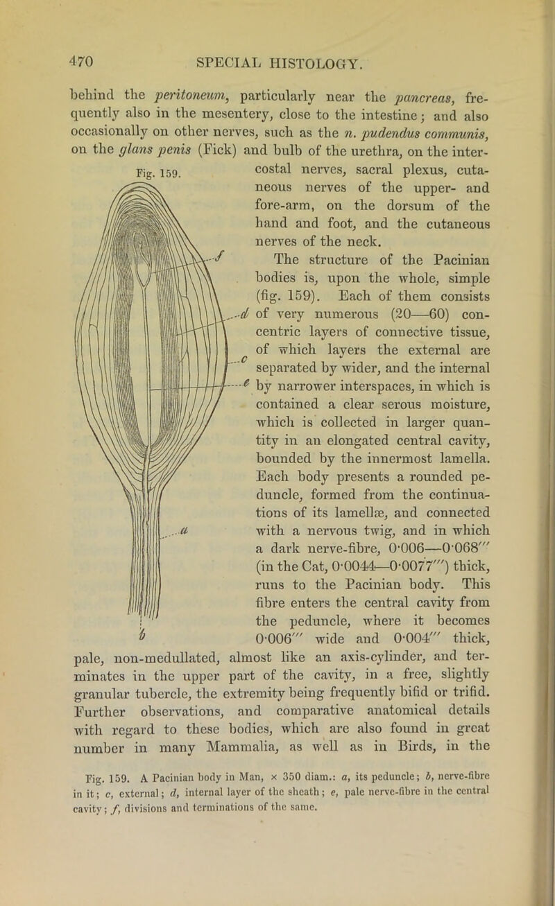 Fig. 159. ...C behind the peritoneum, particularly near the pancreas, fre- quently also in the mesentery, close to the intestine; and also occasionally on other nerves, such as the n. pudendus communis, on the plans penis (Fick) and bulb of the urethra, on the inter- costal nerves, sacral plexus, cuta- neous nerves of the upper- and fore-arm, on the dorsum of the hand and foot, and the cutaneous nerves of the neck. The structure of the Pacinian bodies is, upon the whole, simple (fig. 159). Each of them consists ,.-d of very numerous (20—60) con- centric layers of connective tissue, of which layers the external are separated by wider, and the internal -e by narrower interspaces, in which is contained a clear serous moisture, which is collected in larger quan- tity in an elongated central cavity, bounded by the innermost lamella. Each body presents a rounded pe- duncle, formed from the continua- tions of its lamellae, and connected with a nervous twig, and in which a dark nerve-fibre, 0-006—0-068' (in the Cat, 0-0044—0-0077') thick, runs to the Pacinian body. This fibre enters the central cavity from the peduncle, where it becomes 0-006 wide and 0-004' thick, pale, non-medullated, almost like an axis-cylinder, and ter- minates in the upper part of the cavity, in a free, slightly granular tubercle, the extremity being frequently bifid or trifid. Further observations, and comparative anatomical details with regard to these bodies, which are also found in great number in many Mammalia, as well as in Birds, in the Fig. 159. A Pacinian body in Man, x 350 diam.: a, its peduncle; b, nerve-fibre in it; c, external; d, internal layer of the sheath; e, pale nerve-fibre in the central cavity; /, divisions and terminations of the same.