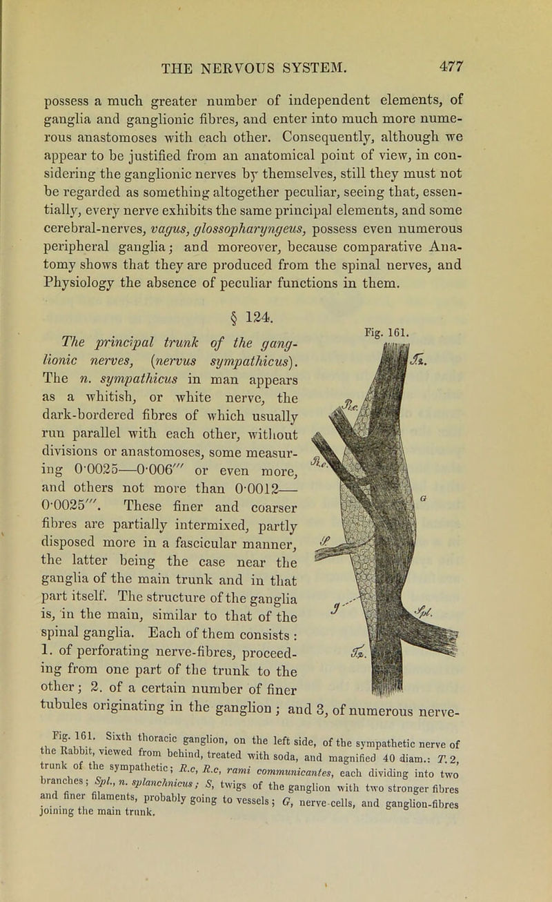 possess a much greater number of independent elements, of ganglia and ganglionic fibres, and enter into much more nume- rous anastomoses with each other. Consequently, although we appear to be justified from an anatomical point of view, in con- sidering the ganglionic nerves by themselves, still they must not be regarded as something altogether peculiar, seeing that, essen- tially, every nerve exhibits the same principal elements, and some cerebral-nerves, vagus, glossopharyngeus, possess even numerous peripheral ganglia; and moreover, because comparative Ana- tomy shows that they are produced from the spinal nerves, and Physiology the absence of peculiar functions in them. § 124. jt* ig. The principal trunk of the gang- lionic nerves, (nervus sympathicus). The n. sympathicus in man appears as a whitish, or white nerve, the dark-bordered fibres of which usually run parallel with each other, without divisions or anastomoses, some measur- ing 0'0025—0-006' or even more, and others not more than 0-0012— 00025'. These finer and coarser fibres are partially intermixed, partly disposed more in a fascicular manner, the latter being the case near the ganglia of the main trunk and in that part itself. The structure of the ganglia is, in the main, similar to that of the spinal ganglia. Each of them consists : 1. of perforating nerve-fibres, proceed- ing from one part of the trunk to the other; 2. of a certain number of finer tubules originating in the ganglion ; and 3, of numerous nerve- Sixtl; thoracic ganSl'on, on the leftside, of the sympathetic nerve of the Rabbit viewed from behind, treated with soda, and magnified 40 diam.: T. 2, run tie sympathetic; R.c, R.c, rami communicantes, each dividing into two branches; Spl., n. splanchnicus; S, twigs of the ganglion with two stronger fibres and finer filaments, probably going to vessels; G, nerve cells, and ganglion-fibres joining the main trunk.