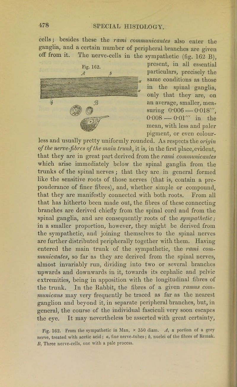 cells; besides these the rami communicantes also enter the ganglia, and a certain number of peripheral branches are given off from it. The nerve-cells in the sympathetic (fig. 1.62 B), present, in all essential particulars, precisely the a same conditions as those in the spinal ganglia, only that they are, on an average, smaller, mea- suring 0006 — 0 018', 0-008 — O01' in the mean, with less and paler pigment, or even colour- less and usually pretty uniformly rounded. As respects the origin of the nerve-fibres of the main trunk, it is, in the first place, evident, that they are in great part derived from the rami communicantes which arise immediately below the spinal ganglia from the trunks of the spinal nerves; that they are in general formed like the sensitive roots of those nerves (that is, contain a pre- ponderance of finer fibres), and, whether simple or compound, that they are manifestly connected with both roots. From all that has hitherto been made out, the fibres of these connecting branches are derived chiefly from the spinal cord and from the spinal ganglia, and are consequently roots of the sympathetic; in a smaller proportion, however, they might be derived from the sympathetic, and joining themselves to the spinal nerves are further distributed peripherally together with them. Having entered the main trunk of the sympathetic, the rami com- municantes, so far as they are derived from the spinal nerves, almost invariably run, dividing into two or several branches upwards and downwards in it, towards its cephalic and pelvic extremities, being in apposition with the longitudinal fibres of the trunk. In the Rabbit, the fibres of a given ramus com- municans may very frequently be traced as far as the nearest ganglion and beyond it, in separate peripheral branches, but, in general, the course of the individual fasciculi very soon escapes the eye. It may nevertheless be asserted with great certainty, Fig. 162. From the sympathetic in Man, x 350 diam. A, a portion of a grey nerve, treated with acetic acid; a, fine nerve-tubes; b, nuclei of the fibres of Rcmak. B, Three nerve-cells, one with a pale process. Fig. 162. A ,t>