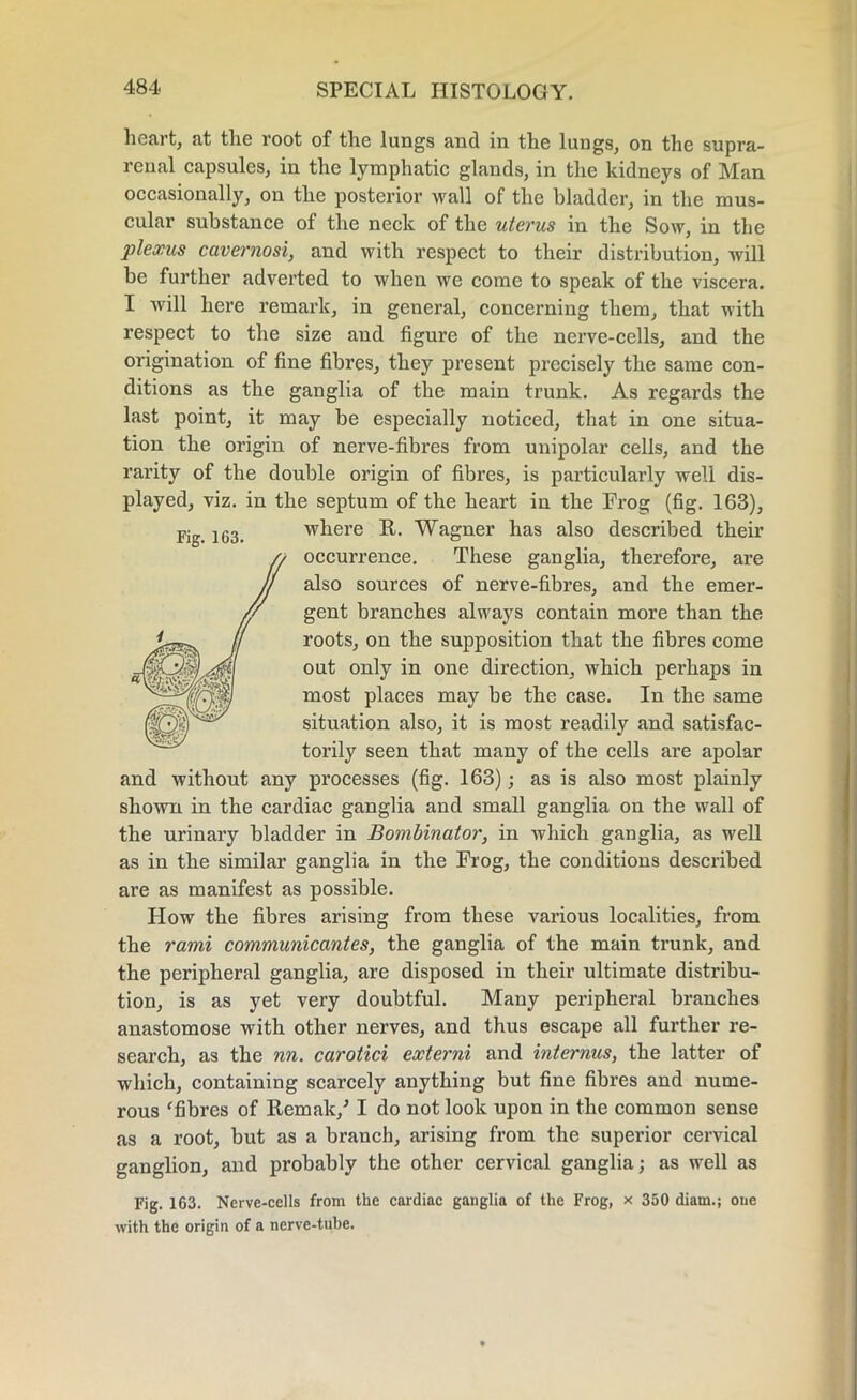 Fig. 163. heart, at the root of the lungs and in the lungs, on the supra- renal capsules, in the lymphatic glands, in the kidneys of Man occasionally, on the posterior wall of the bladder, in the mus- cular substance of the neck of the uterus in the Sow, in the plexus cavernosi, and with respect to their distribution, will he further adverted to when we come to speak of the viscera. I will here remark, in general, concerning them, that with respect to the size and figure of the nerve-cells, and the origination of fine fibres, they present precisely the same con- ditions as the ganglia of the main trunk. As regards the last point, it may be especially noticed, that in one situa- tion the origin of nerve-fibres from unipolar cells, and the rarity of the double origin of fibres, is particularly well dis- played, viz. in the septum of the heart in the Frog (fig. 163), where R. Wagner has also described their occurrence. These ganglia, therefore, are also sources of nerve-fibres, and the emer- gent branches always contain more than the roots, on the supposition that the fibres come out only in one direction, which perhaps in most places may be the case. In the same situation also, it is most readily and satisfac- torily seen that many of the cells are apolar and without any processes (fig. 163); as is also most plainly shown in the cardiac ganglia and small ganglia on the wall of the urinary bladder in Bombinator, in which ganglia, as well as in the similar ganglia in the Frog, the conditions described are as manifest as possible. Flow the fibres arising from these various localities, from the rami communicantes, the ganglia of the main trunk, and the peripheral ganglia, are disposed in their ultimate distribu- tion, is as yet very doubtful. Many peripheral branches anastomose with other nerves, and thus escape all further re- search, as the nn. carotid externi and internus, the latter of which, containing scarcely anything but fine fibres and nume- rous ‘fibres of Remak/ I do not look upon in the common sense as a root, but as a branch, arising from the superior cervical ganglion, and probably the other cervical ganglia; as well as Fig. 163. Nerve-cells from the cardiac ganglia of the Frog, x 350 diam.; one with the origin of a nerve-tube.