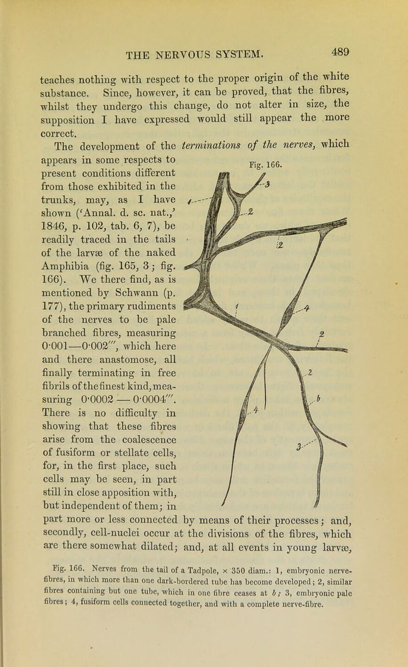 Fig. 166. teaches nothing with respect to the proper origin of the white substance. Since, however, it can be proved, that the fibres, whilst they undergo this change, do not alter in size, the supposition I have expressed would still appear the more correct. The development of the terminations of the nerves, which appears in some respects to present conditions different from those exhibited in the trunks, may, as I have shown (fAnnal. d. sc. nat./ 1846, p. 102, tab. 6, 7), be readily traced in the tails of the larvse of the naked Amphibia (fig. 165, 3; fig. 166). We there find, as is mentioned by Schwann (p. 177), the primary rudiments of the nerves to be pale branched fibres, measuring O'OOl—0002', which here and there anastomose, all finally terminating in free fibrils of thefinest kind, mea- suring O'0002 — 0-0004'. There is no difficulty in showing that these fibres arise from the coalescence of fusiform or stellate cells, for, in the first place, such cells may be seen, in part still in close apposition with, but independent of them; in part more or less connected by means of their processes; and, secondly, cell-nuclei occur at the divisions of the fibres, which are there somewhat dilated; and, at all events in young larvm. Fig. 166. Nerves from the tail of a Tadpole, x 350 diam.: 1, embryonic nerve- fibres, in which more than one dark-bordered tube has become developed; 2, similar fibres containing but one tube, which in one fibre ceases at b; 3, embryonic pale fibres; 4, fusiform cells connected together, and with a complete nerve-fibre.