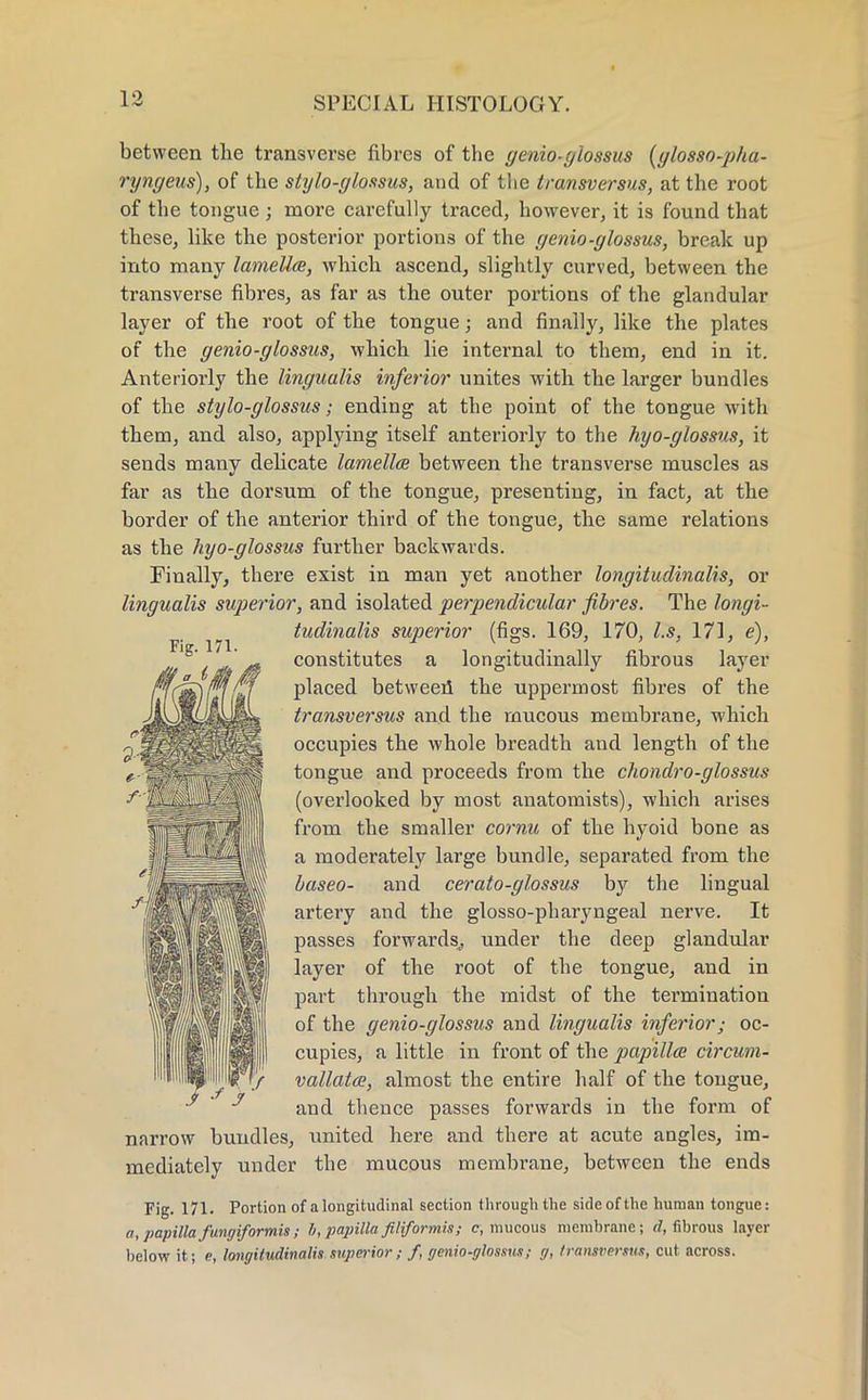 Fig. 171. between the transverse fibres of the genio-glossus (glosso-pha- ryngeus), of the stylo-glossus, and of the transversus, at the root of the tongue; more carefully traced, however, it is found that these, like the posterior portions of the genio-glossus, break up into many lamella, which ascend, slightly curved, between the transverse fibres, as far as the outer portions of the glandular layer of the root of the tongue; and finally, like the plates of the genio-glossus, which lie internal to them, end in it. Anteriorly the lingualis inferior unites with the larger bundles of the stylo-glossus; ending at the point of the tongue with them, and also, applying itself anteriorly to the hyo-ylossus, it sends many delicate lamella between the transverse muscles as far as the dorsum of the tongue, presenting, in fact, at the border of the anterior third of the tongue, the same relations as the hyo-ylossus further backwards. Finally, there exist in man yet another lonyitudinalis, or linyualis superior, and isolated perpendicular fibres. The lonyi- tudinalis superior (figs. 169, 170, l.s, 171, e), constitutes a longitudinally fibrous layer placed between the uppermost fibres of the transversus and the mucous membrane, which occupies the whole breadth and length of the tongue and proceeds from the chondro-ylossus (overlooked by most anatomists), which arises from the smaller cornu of the hyoid bone as a moderately large bundle, separated from the baseo- and cerato-ylossus by the lingual artery and the glosso-pharyngeal nerve. It passes forwards,, under the deep glandular layer of the root of the tongue, and in part through the midst of the termination of the yenio-ylossus and linyualis inferior; oc- cupies, a little in front of the papilla circum- vallata, almost the entire half of the tongue, and thence passes forwards in the form of narrow bundles, united here and there at acute angles, im- mediately under the mucous membrane, between the ends Fig. 171. Portion of a longitudinal section through the side of the human tongue: a, papilla fungiformis; h, papilla filiformis; c, mucous memhrane; d, fibrous layer below it; e, longitudinalis superior; f, genio-glossus; g, transversus, cut across.