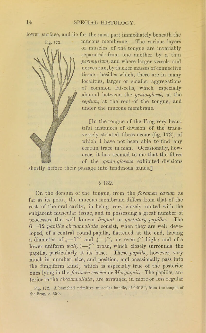 lower surface, and He for the most part immediately beneath the Fig. 172. mucous membrane. The various layers of muscles of the tongue arc invariably separated from one another by a thin perimysium, and where larger vessels and nerves run, by thicker masses of connective tissue; besides which, there are in many localities, larger or smaller aggregations of common fat-cells, which especially abound between the genio-glossi, at the septum, at the root*of the tongue, and under the mucous membrane. [In the tongue of the Frog very beau- tiful instances of division of the trans- versely striated fibres occur (fig. 172), of which I have not been able to find any certain trace in man. Occasionally, how- ever, it has seemed to me that the fibres of the genio-glossus exhibited divisions shortly before their passage into tendinous bands.] § 132. On the dorsum of the tongue, from the foramen caecum as far as its point, the mucous membrane differs from that of the rest of the oral cavity, in being very closely united with the subjacent muscular tissue, and in possessing a great number of processes, the well known lingual or gustatory papillae. The 6—12 papillae circumvallatce consist, when they are well deve- loped, of a central round papilla, flattened at the end, having a diameter of i—1' and 5—, or even §' high; and of a lower uniform wall, \—i' broad, which closely surrounds the papilla, particularly at its base. These papillce, however, vary much in number, size, and position, and occasionally pass into the fungiform kind; which is especially true of the posterior ones lying in the foramen caecum or Morgagnii. The papillse, an- terior to the circumvallatce, are arranged in more or less regular Fig. 172. A branched primitive muscular bundle, of 0'0].8', from the tongue of the Frog, x 350.