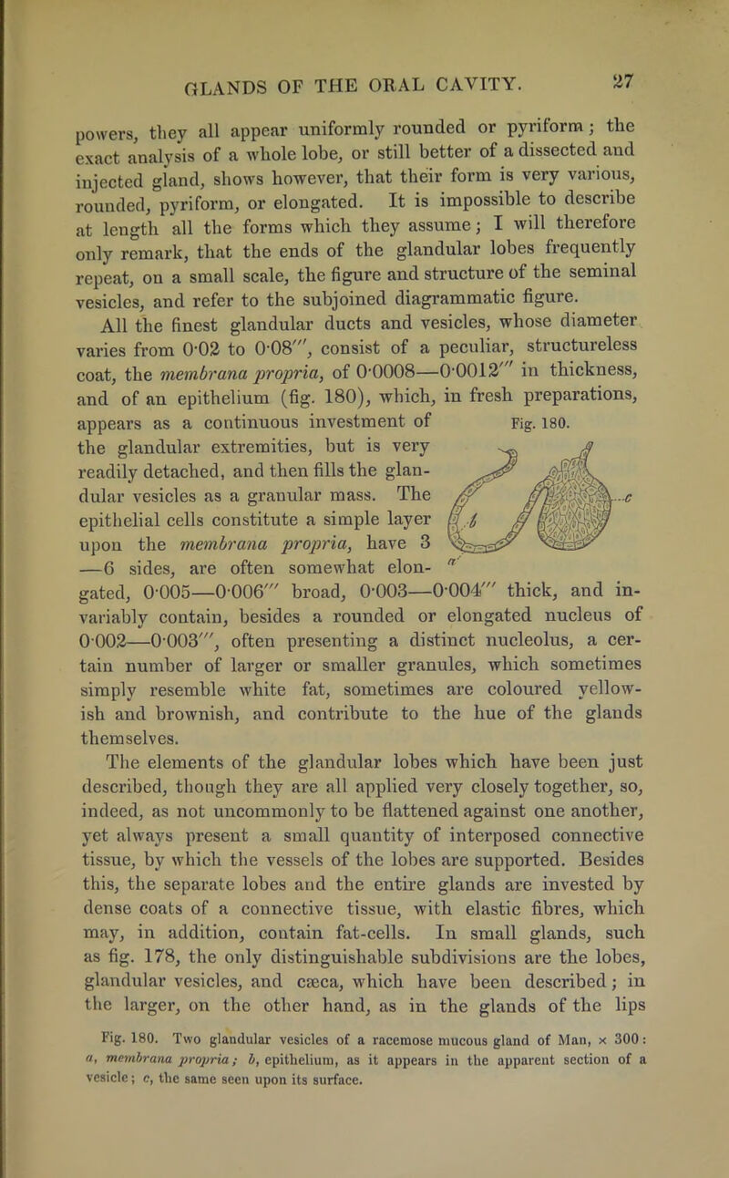 powers, they all appear uniformly rounded or pyriforra j the exact analysis of a whole lobe, or still better of a dissected and injected gland, shows however, that their form is very various, rounded, pyriform, or elongated. It is impossible to describe at length all the forms which they assume j I will therefore only remark, that the ends of the glandular lobes frequently repeat, on a small scale, the figure and structure of the seminal vesicles, and refer to the subjoined diagrammatic figure. All the finest glandular ducts and vesicles, whose diameter varies from 0*02 to 0-08', consist of a peculiar, structureless coat, the membrana propria, of 0-0008—0-0012' in thickness, and of an epithelium (fig. 180), which, in fresh preparations, appears as a continuous investment of Fig. 180. the glandular extremities, but is very readily detached, and then fills the glan- dular vesicles as a granular mass. The epithelial cells constitute a simple layer upon the membrana propria, have 3 —6 sides, are often somewhat elon-  gated, 0 005—0 006' broad, 0-003—0 004' thick, and in- variably contain, besides a rounded or elongated nucleus of 0 002—0-003', often presenting a distinct nucleolus, a cer- tain number of larger or smaller granules, which sometimes simply resemble white fat, sometimes are coloured yellow- ish and brownish, and contribute to the hue of the glands themselves. The elements of the glandular lobes which have been just described, though they are all applied very closely together, so, indeed, as not uncommonly to be flattened against one another, yet always present a small quantity of interposed connective tissue, by which the vessels of the lobes are supported. Besides this, the separate lobes and the entire glands are invested by dense coats of a connective tissue, with elastic fibres, which may, in addition, contain fat-cells. In small glands, such as fig. 178, the only distinguishable subdivisions are the lobes, glandular vesicles, and cseca, which have been described; in the larger, on the other hand, as in the glands of the lips Fig. 180. Two glandular vesicles of a racemose mucous gland of Man, x 300: a, membrana propria; b, epithelium, as it appears in the apparent section of a vesicle; c, the same seen upon its surface.