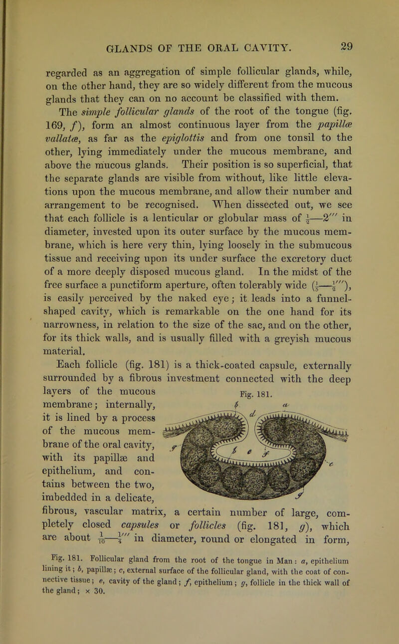 regarded as an aggregation of simple follicular glands, while, on the other hand, they are so widely different from the mucous glands that they can on no account be classified with them. The simple follicular glands of the root of the tongue (fig. 169, /), form an almost continuous layer from the papilla vallatce, as far as the epiglottis and from one tonsil to the other, lying immediately under the mucous membrane, and above the mucous glands. Their position is so superficial, that the separate glands are visible from without, like little eleva- tions upon the mucous membrane, and allow their number and arrangement to be recognised. When dissected out, we see that each follicle is a lenticular or globular mass of \—2' in diameter, invested upon its outer surface by the mucous mem- brane, which is here very thin, lying loosely in the submucous tissue and receiving upon its under surface the excretory duct of a more deeply disposed mucous gland. In the midst of the free surface a punctiform aperture, often tolerably wide Q—I'), is easily perceived by the naked eye; it leads into a funnel- shaped cavity, which is remarkable on the one hand for its narrowness, in relation to the size of the sac, and on the other, for its thick walls, and is usually filled with a greyish mucous material. Each follicle (fig. 181) is a thick-coated capsule, externally surrounded by a fibrous investment connected with the deep layers of the mucous Fig- jgi. membrane; internally, it is lined by a process of the mucous mem- brane of the oral cavity, with its papillae and epithelium, and con- tains between the two, imbedded in a delicate, fibrous, vascular matrix, a certain number of large, com- pletely closed capsules or follicles (fig. 181, g), which are about 10 V in diameter, round or elongated in form, Fig. 181. Follicular gland from the root of the tongue in Man: a, epithelium lining it; b, papillae; c, external surface of the follicular gland, with the coat of con- nective tissue; e, cavity of the gland; /, epithelium; g, follicle in the thick wall of the gland; x 30.