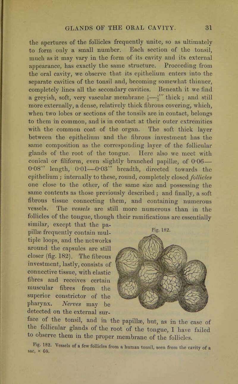 the apertures of the follicles frequently unite, so as ultimately to form only a small number. Each section of the tonsil, much as it may vary in the form of its cavity and its external appearance, has exactly the same structure. Proceeding from the oral cavity, we observe that its epithelium enters into the separate cavities of the tonsil and, becoming somewhat thinner, completely lines all the secondary cavities. Beneath it we find a greyish, soft, very vascular membrane ±—3' thick ; and still more externally, a dense, relatively thick fibrous covering, which, when two lobes or sections of the tonsils are in contact, belongs to them in common, and is in contact at their outer extremities with the common coat of the organ. The soft thick layer between the epithelium and the fibrous investment has the same composition as the corresponding layer of the follicular glands of the root of the tongue. Here also we meet with conical or filiform, even slightly branched papillae, of O06— 0-08' length, 0-01—0'03' breadth, directed towards the epithelium; internally to these, round, completely closed follicles one close to the other, of the same size and possessing the same contents as those previously described ; and finally, a soft fibrous tissue connecting them, and containing numerous vessels. The vessels are still more numerous than in the follicles of the tongue, though their ramifications are essentially similar, except that the pa- pillae frequently contain mul- l82' tiple loops, and the networks around the capsules are still closer (fig. 182). The fibrous investment, lastly, consists of connective tissue, with elastic fibres and receives certain muscular fibres from the superior constrictor of the pharynx. Nerves may be detected on the external sur- face of the tonsil, and in the papillaj, but, as in the case of the follicular glands of the root of the tongue, I have failed to observe them in the proper membrane of the follicles. Fig. 182. Vessels of a few follicles from a human tonsil, seen from the cavity of a sac, x 60.