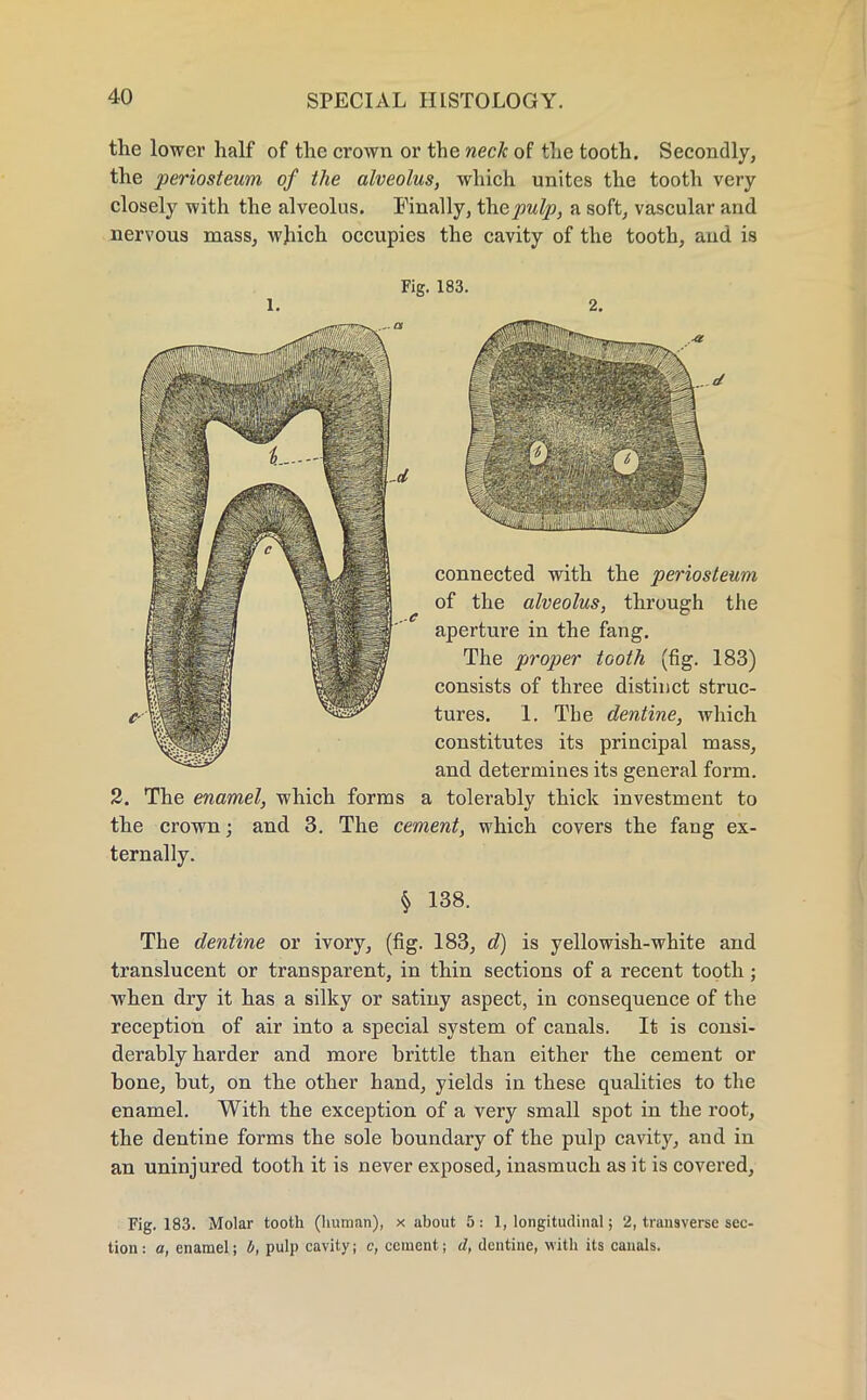 the lower half of the crown or the neck of the tooth. Secondly, the periosteum of the alveolus, which unites the tooth very closely with the alveolus. Finally, thepulp, a soft, vascular and nervous mass, which occupies the cavity of the tooth, and is Fig. 183. connected with the periosteum of the alveolus, through the aperture in the fang. The proper tooth (fig. 183) consists of three distinct struc- tures. 1. The dentine, Avhich constitutes its principal mass, and determines its general form. 2. The enamel, which forms a tolerably thick investment to the crown; and 3. The cement, which covers the fang ex- ternally. § 138. The dentine or ivory, (fig. 183, d) is yellowish-white and translucent or transparent, in thin sections of a recent tooth; when dry it has a silky or satiny aspect, in consequence of the reception of air into a special system of canals. It is consi- derably harder and more brittle than either the cement or bone, but, on the other hand, yields in these qualities to the enamel. With the exception of a very small spot in the root, the dentine forms the sole boundary of the pulp cavity, and in an uninjured tooth it is never exposed, inasmuch as it is covered, Fig. 183. Molar tooth (human), x about 5: 1, longitudinal; 2, transverse sec- tion : a, enamel; b, pulp cavity; c, cement; d, dentine, with its canals.