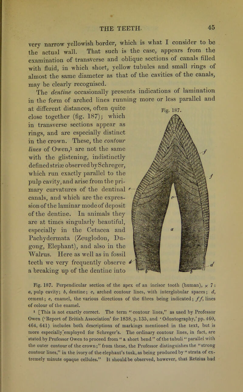 Fig. 187. very narrow yellowish border, which is what I consider to be the actual wall. That such is the case, appears from the examination of transverse and oblique sections of canals filled with fluid, in which short, yellow tubules and small rings of almost the same diameter as that of the cavities of the canals, may be clearly recognised. The dentine occasionally presents indications of lamination in the form of arched lines running more or less parallel and at different distances, often quite close together (fig. 187); which in transverse sections appear as rings, and are especially distinct in the crown. These, the contour lines of Owen,i are not the same with the glistening, indistinctly defined striseobservedbySchreger, which run exactly parallel to the pulp cavity, and arise from the pri- mary curvatures of the dentinal canals, and which are the expres- sion of th e laminar mode of deposit of the dentine. In animals they are at times singularly beautiful, especially in the Cetacea and Pachydermata (Zeuglodon, Du- gong, Elephant), and also in the Walrus. Here as well as in fossil teeth we very frequently observe a breaking up of the dentine into Fig. 187. Perpendicular section of the apex of an incisor tooth (human), x 7: a, pulp cavity; b, dentine; c, arched contour lines, with interglobular spaces; d, cement; e, enamel, the various directions of the fibres being indicated; ff, lines of colour of the enamel. 1 [This is not exactly correct. The term contour lines, as used by Professor Owen ('Report of British Association' for 1838, p. 135, and ' Odontography,' pp. 460, 464, 641) includes both descriptions of markings mentioned in the text, but is more especially'employed for Schreger's. The ordinary contour lines, in fact, are stated by Professor Owen to proceed from  a short bend  of the tubuli  parallel with the outer contour of the crown; from these, the Professor distinguishes the strong contour lines, in the ivory of the elephant's tusk, as being produced by  strata of ex- tremely minute opaque cellules. It should be observed, however, that Retzius had