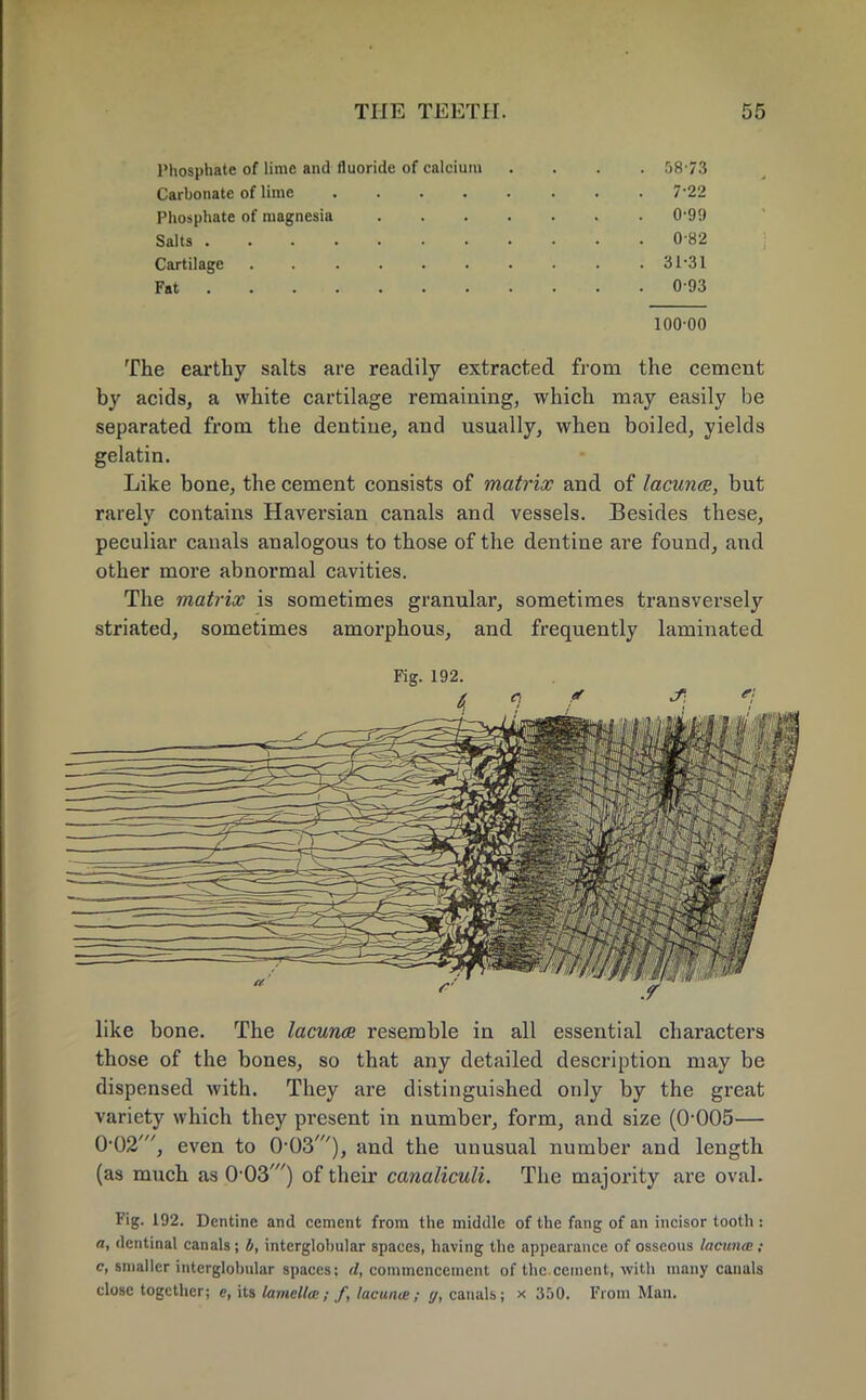 Phosphate of lime and fluoride of calcium .... 58 73 Carbonate of lime 7-22 Phosphate of magnesia . 0*99 Salts ........... 0-82 Cartilage 31*31 Fat 0-93 10000 The earthy salts are readily extracted from the cement by acids, a white cartilage remaining, which may easily be separated from the dentine, and usually, when boiled, yields gelatin. Like bone, the cement consists of matrix and of lacuna, but rarely contains Haversian canals and vessels. Besides these, peculiar canals analogous to those of the dentine are found, and other more abnormal cavities. The matrix is sometimes granular, sometimes transversely striated, sometimes amorphous, and frequently laminated Fig. 192. like bone. The lacunce resemble in all essential characters those of the bones, so that any detailed description may be dispensed with. They are distinguished only by the great variety which they present in number, form, and size (0-005— 0-02', even to 0-03'), and the unusual number and length (as much as 0-03') of their canaliculi. The majority are oval. Fig. 192. Dentine and cement from the middle of the fang of an incisor tooth : a, dentinal canals; b, interglobular spaces, having the appearance of osseous lacuna ; c, smaller interglobular spaces; d, commencement of the.cement, with many canals close together; e, its lamella; f, lacuna;; g, canals; x 350. From Man.