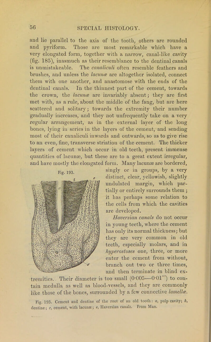 and lie parallel to the axis of the tooth, others are rounded and pyriforra. Those are most remarkable which have a very elongated form, together with a narrow, canal-like cavity (fig. 185), inasmuch as their resemblance to the dentinal canals is unmistakeable. The canaliculi often resemble feathers and brushes, and unless the lacunce are altogether isolated, connect them with one another, and anastomose with the ends of the dentinal canals. In the thinnest part of the cement, towards the crown, the lacunce are invariably absent; they are first met with, as a rule, about the middle of the fang, but are here scattered and solitary; towards the extremity their number gradually increases, and they not unfrequently take on a very regular arrangement, as in the external layer of the long bones, lying in series in the layers of the cement, and sending most of their canaliculi inwards and outwards, so as to give rise to an even, fine, transverse striation of the cement. The thicker layers of cement which occur in old teeth, present immense quantities of lacunae, but these are to a great extent irregular, and have mostly the elongated form. Many lacunas are bordered, singly or in groups, by a very distinct, clear, yellowish, slightly undulated margin, which par- tially or entirely surrounds them ; it has perhaps some relation to the cells from which the cavities are developed. Haversian canals do not occur in young teeth, where the cement has only its normal thickness; but they are very common in old teeth, especially molars, and in hyperostoses one, three, or more enter the cement from without, branch out two or three times, and then terminate in blind ex- tremities. Their diameter is too small (0-005—0-01') to con- tain medulla as well as blood-vessels, and they are commonly like those of the bones, surrounded by a few connective lamella. Fig. 193. Cement and dentine of the root of an old tooth: a, pulp cavity; b, dentine; c, cement, with lacuna;; e, Haversian canals. From Man. Fig. 193.