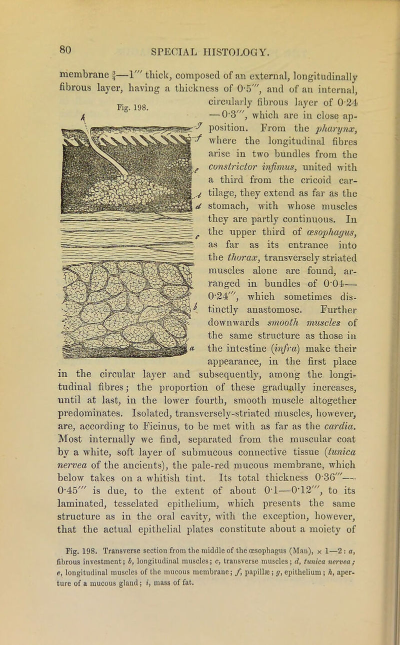 Fig. 198. membrane ^—V thick, composed of an external, longitudinally fibrous layer, having a thickness of 0-5', and of an internal, circularly fibrous layer of 0 24 — 0-3', which are in close ap- position. From the pharynx, where the longitudinal fibres arise in two bundles from the constrictor infimus, united with a third from the cricoid car- j^y tilage, they extend as far as the d stomach, with whose muscles they are partly continuous. In the upper third of oesophagus, as far as its entrance into the thorax, transversely striated muscles alone are found, ar- ranged in bundles of OOi— 0'24<', which sometimes dis- tinctly anastomose. Further downwards smooth muscles of the same structure as those in the intestine {infra) make their appearance, in the first place in the circular layer and subsequently, among the longi- tudinal fibres; the proportion of these gradually increases, until at last, in the lower fourth, smooth muscle altogether predominates. Isolated, transversely-striated muscles, however, are, according to Ficinus, to be met with as far as the cardia. Most internally we find, separated from the muscular coat by a white, soft layer of submucous connective tissue {tunica nervea of the ancients), the pale-red mucous membrane, which below takes on a whitish tint. Its total thickness 0-36'— 0-45' is due, to the extent of about 0-1—0'12', to its laminated, tesselated epithelium, which presents the same structure as in the oral cavity, with the exception, however, that the actual epithelial plates constitute about a moiety of Fig. 198. Transverse section from the middle of the oesophagus (Man), x 1—2 : a, fibrous investment; b, longitudinal muscles; c, transverse muscles; d, tunica nervea; e, longitudinal muscles of the mucous membrane; /, papillae; g, epithelium ; h, aper- ture of a mucous gland; i, mass of fat.