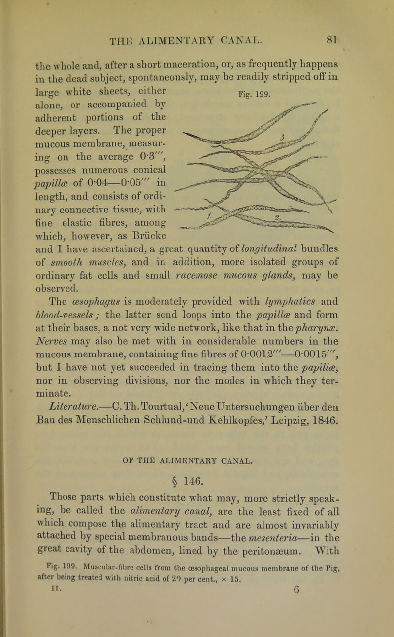 tlie whole and, after a short maceration, or, as frequently happens in the dead subject, spontaneously, may be readily stripped off in large white sheets, either Fig 199 alone, or accompanied by adherent portions of the deeper layers. The proper mucous membrane, measur- ing on the average 03', possesses numerous conical papilla of 0-04—0-05' in length, and consists of ordi- nary connective tissue, with fine elastic fibres, among which, however, as Briicke and I have ascertained, a great quantity of longitudinal bundles of smooth muscles, and in addition, more isolated groups of ordinary fat cells and small racemose mucous glands, may be observed. The oesophagus is moderately provided with lymphatics and blood-vessels ; the latter send loops into the papillae and form at their bases, a not very wide network, like that in the pharynx. Nerves may also be met with in considerable numbers in the mucous membrane, containing fine fibres of O0012'—00015', but I have not yet succeeded in tracing them into the papilla, nor in observing divisions, nor the modes in which they ter- minate. Literature.—C.Th.Tourtual/Neue Untersuchungen fiber den Bau des Menschlichen Schlund-und Kehlkopfes/ Leipzig, 1846. OF THE ALIMENTARY CANAL. § 146. Those parts which constitute what may, more strictly speak- ing, be called the alimentary canal, are the least fixed of all which compose the alimentary tract and are almost invariably attached by special membranous bands—the mesenteria—in the great cavity of the abdomen, lined by the peritoneum. With Fig. 199. Muscular-fibre cells from the oesophageal mucous membrane of the Pig, after being treated with nitric acid of 20 per cent., x 15. ii. G