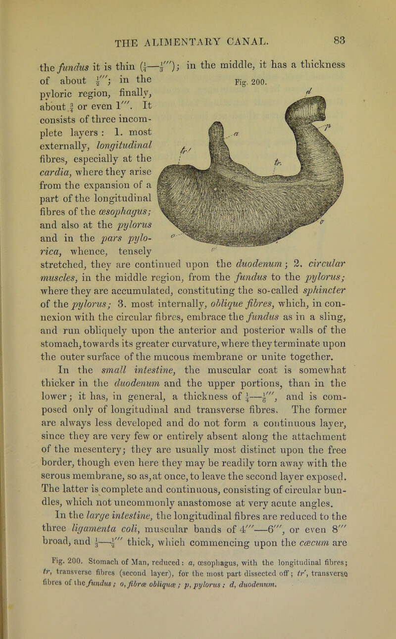 the fundus it is thin {\—f); in the middle, it has a thickness of about 5'; in the Fig 2oo. pyloric region, finally, about % or even V. It consists of three incom- plete layers : 1. most externally, longitudinal fibres, especially at the cardia, where they arise from the expansion of a part of the longitudinal fibres of the oesophagus; and also at the ]jylo?'Us and in the pars pylo- rica, whence, tensely stretched, they are continued upon the duodenum; 2. circular muscles, in the middle region, from the fundus to the pylorus; where they are accumulated, constituting the so-called sphincter of the pylorus; 3. most internally, oblique fibres, which, in con- nexion with the circular fibres, embrace the fundus as in a sling, and run obliquely upon the anterior and posterior walls of the stomach, towards its greater cur vat ure, where they terminate upon the outer surface of the mucous membrane or unite together. In the small intestine, the muscular coat is somewhat thicker in the duodenum and the upper portions, than in the lower; it has, in general, a thickness of i—and is com- posed only of longitudinal and transverse fibres. The former are always less developed and do not form a continuous layer, since they are very few or entirely absent along the attachment of the mesentery; they are usually most distinct upon the free border, though even here they may be readily torn away with the serous membrane, so as,at once,to leave the second layer exposed. The latter is complete and continuous, consisting of circular bun- dles, which not uncommonly anastomose at very acute angles. In the large intestine, the longitudinal fibres are reduced to the three ligamenta coli, muscular bands of 4'—6', or even 8' broad, and ^—1' thick, which commencing upon the caecum are Fig. 200. Stomach of Man, reduced: a, oesophagus, with the longitudinal fibres; tr, transverse fihrcs (second layer), for the most part dissected off; tr, transversa fibres oi i\\e fundus; 0, fibrce obliques; p, pylorus: d, duodenum.