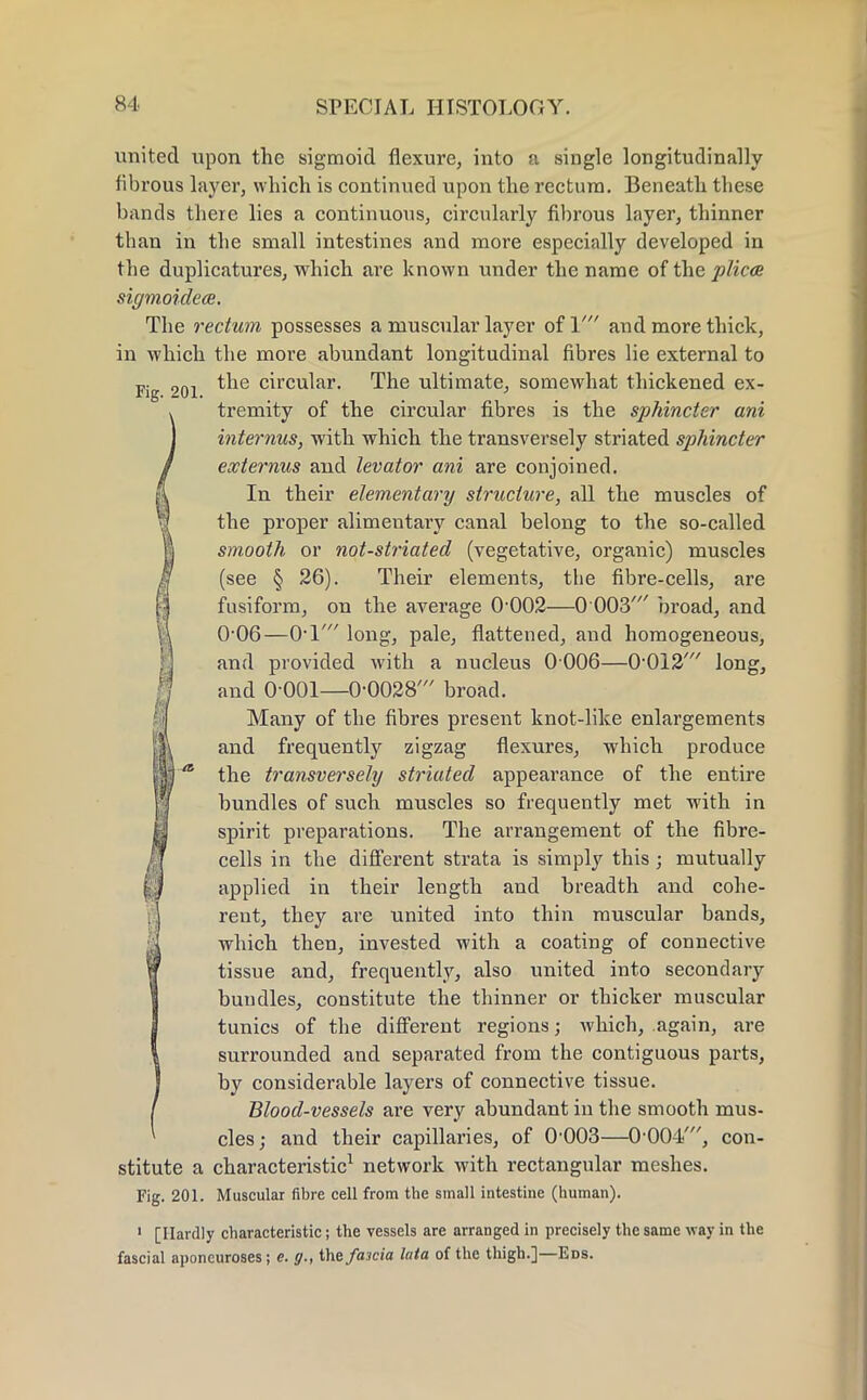 united upon the sigmoid flexure, into a single longitudinally fibrous layer, which is continued upon the rectum. Beneath these hands there lies a continuous, circularly fibrous layer, thinner than in the small intestines and more especially developed in the duplicatures, which are known under the name of the plica sigmoidece. The rectum possesses a muscular layer of V and more thick, in which the more abundant longitudinal fibres lie external to Fig 201 circular- The ultimate, somewhat thickened ex- tremity of the circular fibres is the sphincter ani interims, with which the transversely striated sphincter externus and levator ani are conjoined. In their elementary structure, all the muscles of the proper alimentary canal belong to the so-called smooth or not-striated (vegetative, organic) muscles (see § 26). Their elements, the fibre-cells, are fusiform, on the average 0 002—0 003' broad, and 0-06—0'1' long, pale, flattened, and homogeneous, and provided with a nucleus 0 006—0-012' long, and 0-001—0-0028' broad. Many of the fibres present knot-like enlargements and frequently zigzag flexures, which produce the transversely striated appearance of the entire bundles of such muscles so frequently met with in spirit preparations. The arrangement of the fibre- cells in the different strata is simply this ; mutually applied in their length and breadth and cohe- , J rent, they are united into thin muscular bands, which then, invested with a coating of connective tissue and, frequently, also united into secondary bundles, constitute the thinner or thicker muscular tunics of the different regions; which, again, are surrounded and separated from the contiguous parts, by considerable layers of connective tissue. Blood-vessels are very abundant in the smooth mus- cles; and their capillaries, of 0-003—0 004', con- stitute a characteristic1 network with rectangular meshes. Fig. 201. Muscular fibre cell from the small intestine (human). 1 [Hardly characteristic; the vessels are arranged in precisely the same way in the fascial aponeuroses; <?. g., the fawia lata of the thigh.]—Eds.