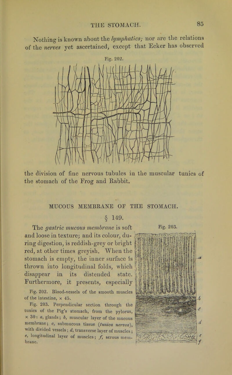 Nothing is known about the lymphatics; nor are the relations of the nerves yet ascertained, except that Ecker has observed Fig. 202. the division of fine nervous tubules in the muscular tunics of the stomach of the Frog and Rabbit. MUCOUS MEMBRANE OE THE STOMACH. § 149. The gastric mucous membrane is soft and loose in texture; and its colour, du- ring digestion, is reddish-grey or bright red, at other times greyish. When the stomach is empty, the inner surface is thrown into longitudinal folds, which disappear in its distended state. Furthermore, it presents, especially Fig. 202. Blood-vessels of the smooth muscles of the intestine, x 45. Fig. 203. Perpendicular section through the tunics of the Pig's stomach, from the pylorus, x 30: a, glands; b, muscular layer of the mucous membrane; c, submucous tissue (tunica nervea), with divided vessels; d, transverse layer of muscles; <?, longitudinal layer of muscles; /, serous mem- brane.