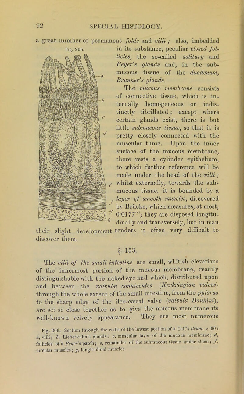 ii great number of permanent folds and villi; also, imbedded Fig. 206. in its substance, peculiar closed fol- licles, the so-called solitary and Peyer's glands and, in the sub- mucous tissue of the duodenum, Brunner's (/lands. The mucous membrane consists of connective tissue, which is in- ternally homogeneous or indis- tinctly fibrillated; except where certain glands exist, there is but little submucous tissue, so that it is pretty closely connected with the muscular tunic. Upon the inner surface of the mucous membrane, there rests a cylinder epithelium, to which further reference will be made under the head of the villi; whilst externally, towards the sub- mucous tissue, it is bounded by a layer of smooth muscles, discovered by Briicke, which measures, at most, 0-0111'; they are disposed longitu- dinally and transversely, but in man their slight development renders it often very difficult to discover them. § 153. The villi of the small intestine are small, whitish elevations of the innermost portion of the mucous membrane, readily distinguishable with the naked eye and which, distributed upon and between the valvulce conniventes (Kerkringian valves) through the whole extent of the small intestine, from the pylorus to the sharp edge of the ileo-caecal valve {valvula Bauhini), are set so close together as to give the mucous membrane its well-known velvety appearance. They are most numerous Fig. 206. Section thvough the walls of the lowest portion of a Calf's ileum, x 60 : a, villi; b, Lieberkiihn's glands; c, muscular layer of the raucous membrane; d, follicles of a Peyer's patch; e, remainder of the submucous tissue under them; /, circular muscles; y, longitudinal muscles.